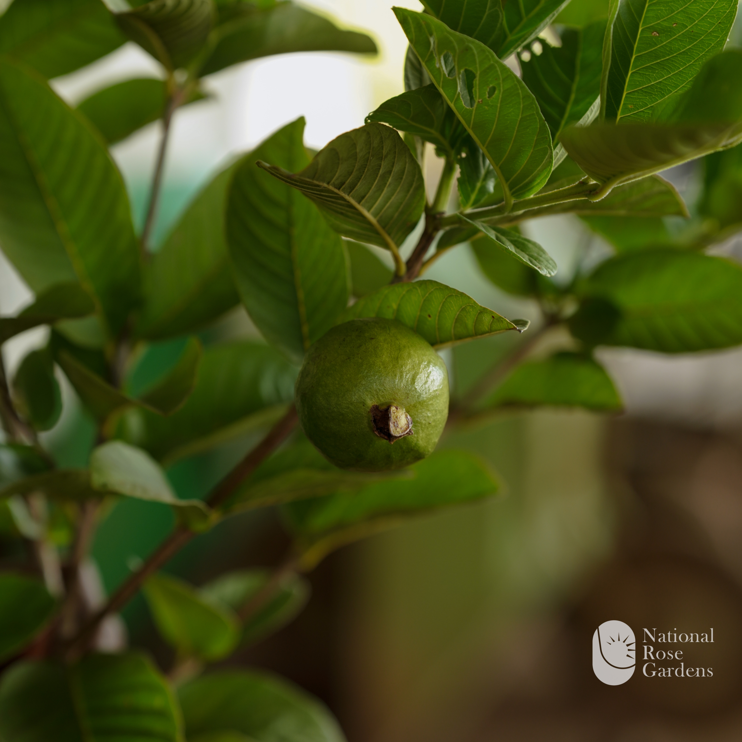 Thai Pink Guava