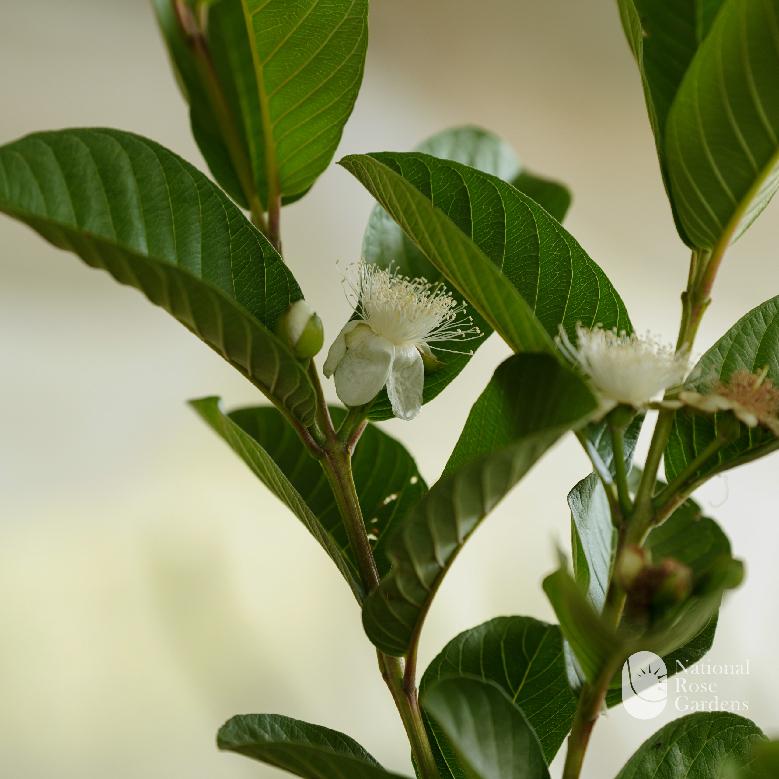 Thai Pink Guava