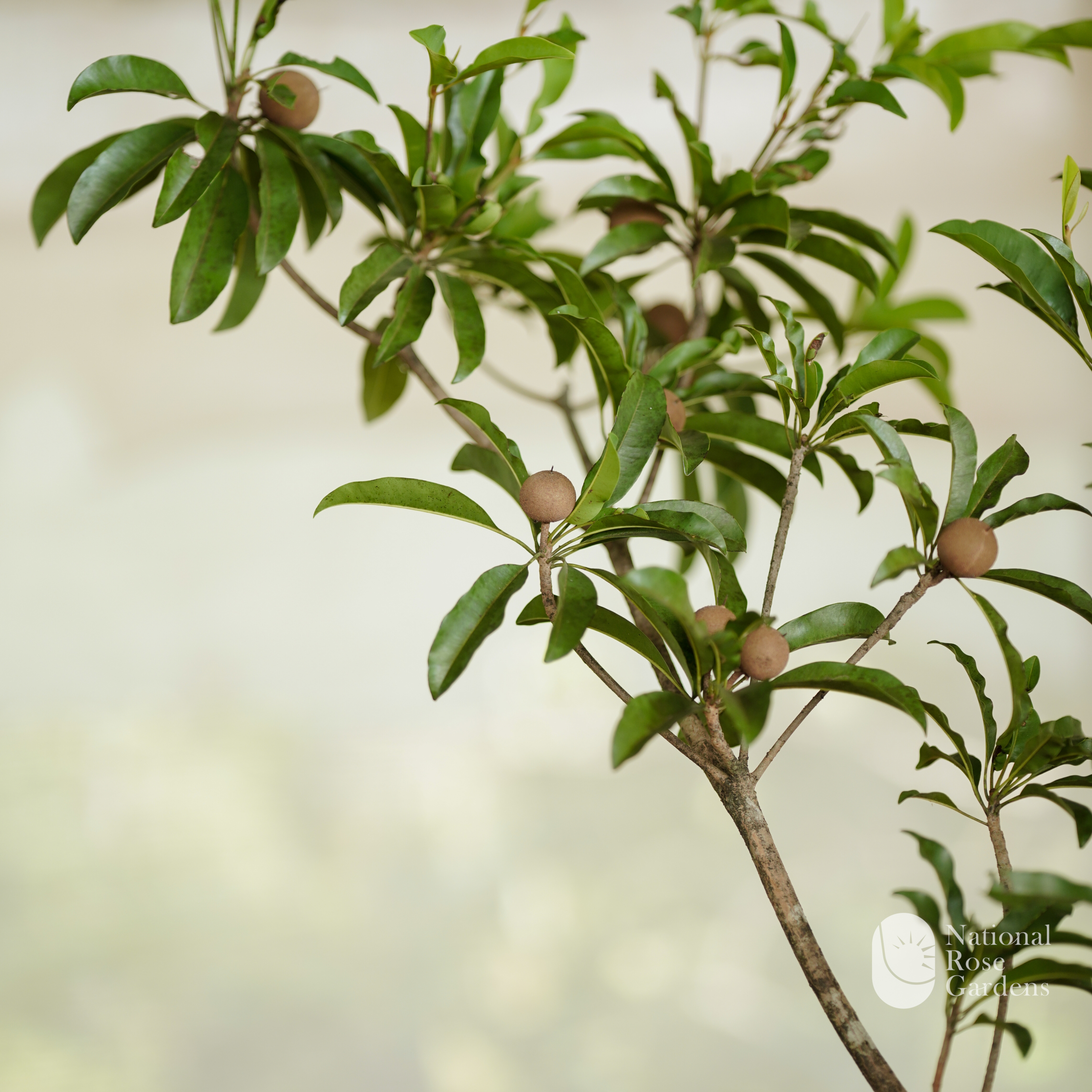 Taiwan Jumbo Sapota