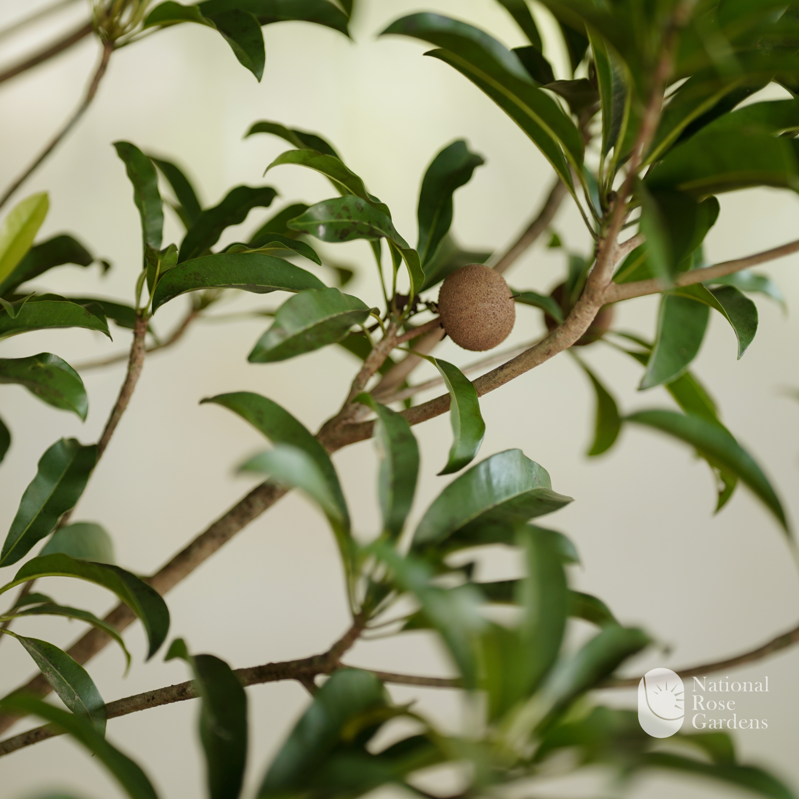 Taiwan Jumbo Sapota