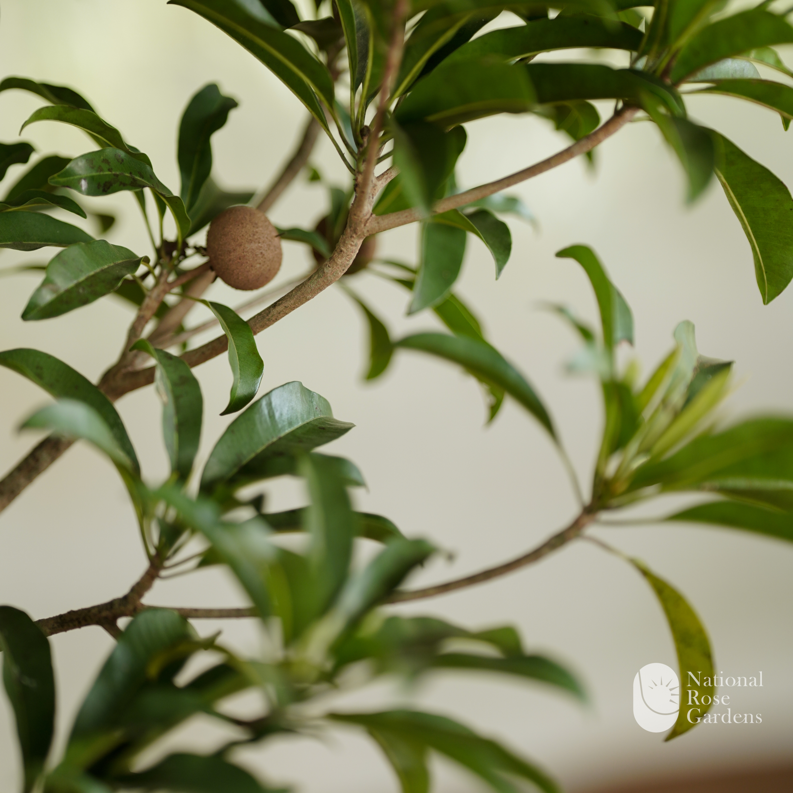 Taiwan Jumbo Sapota