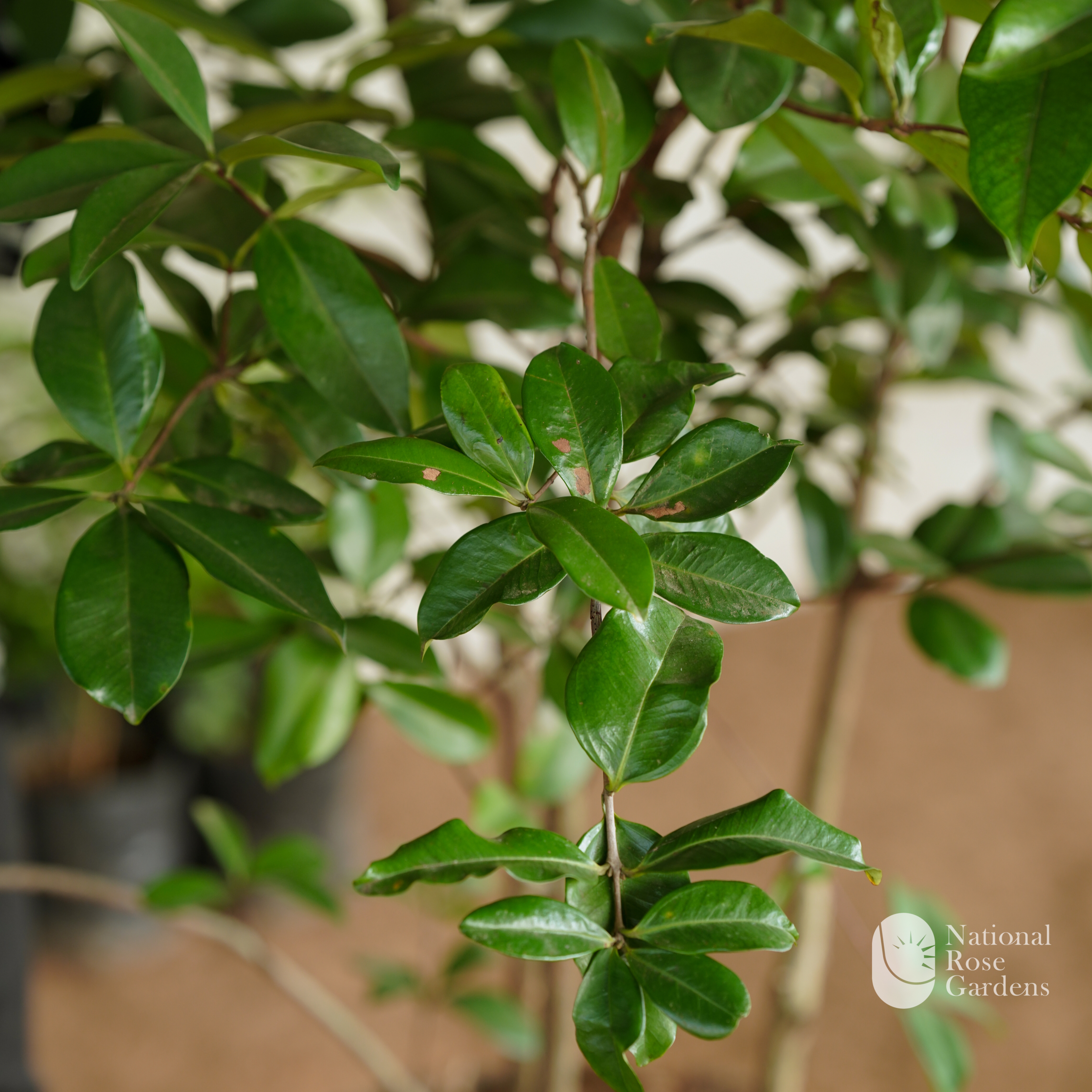 Grumichama (Brazil Cherry)