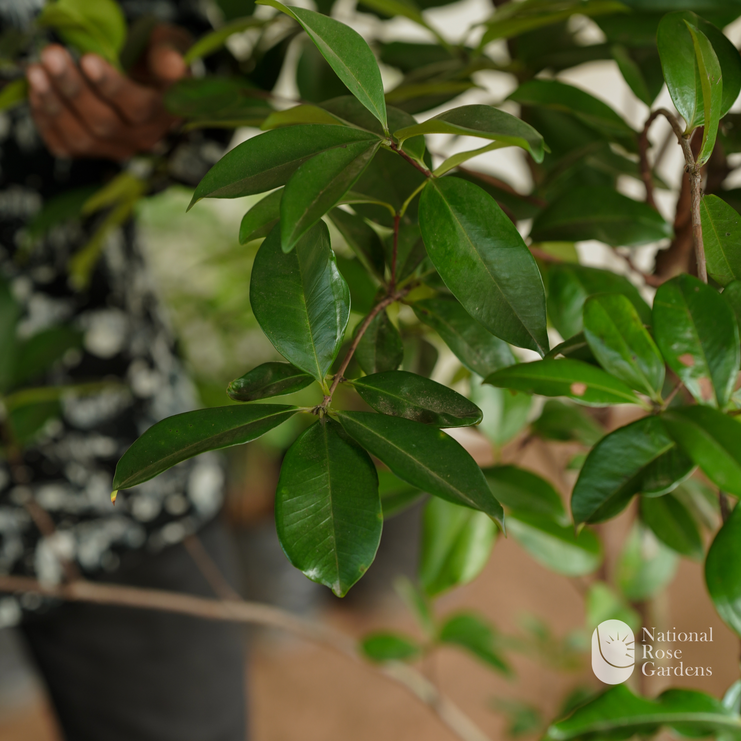 Grumichama (Brazil Cherry)
