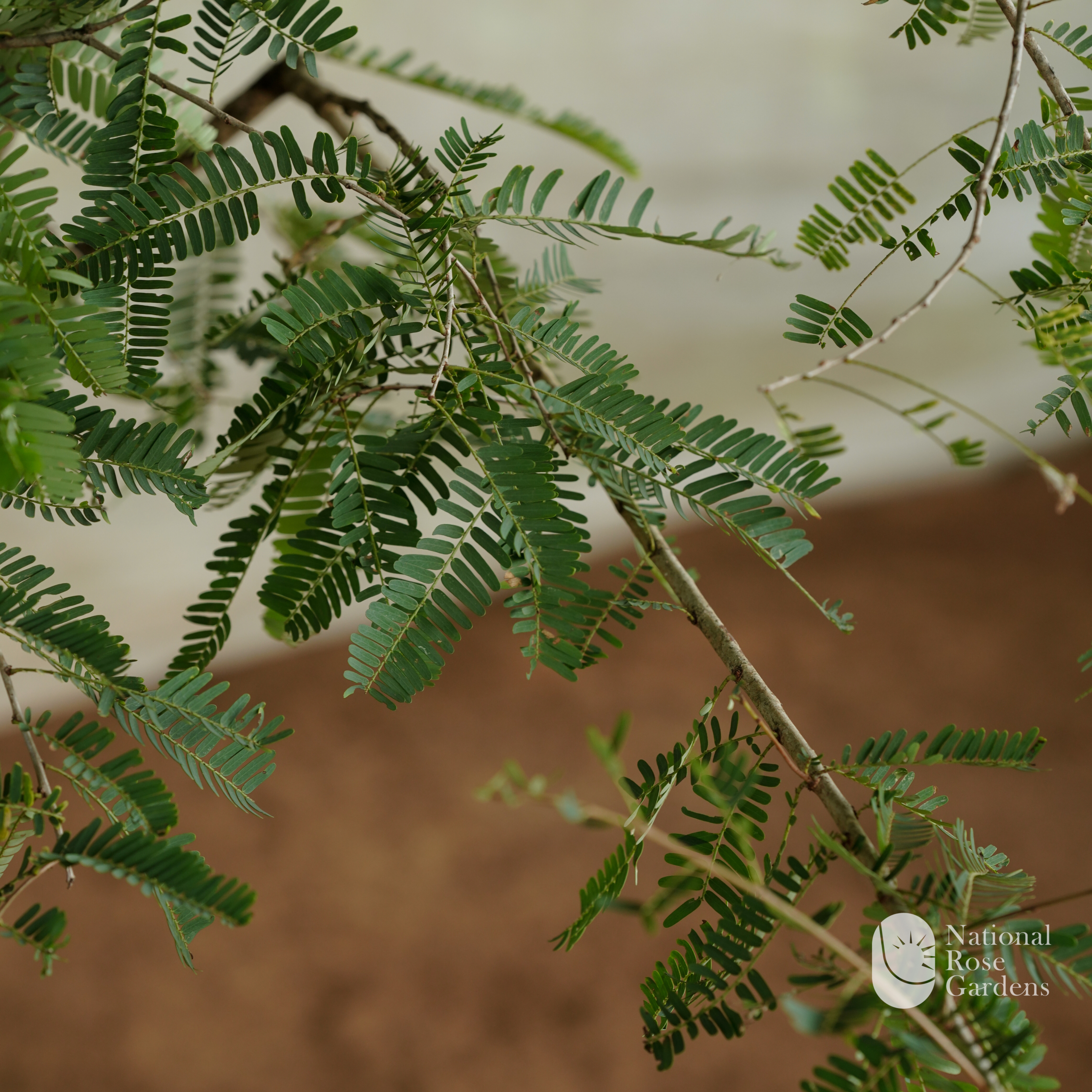 Nelli (Amla)