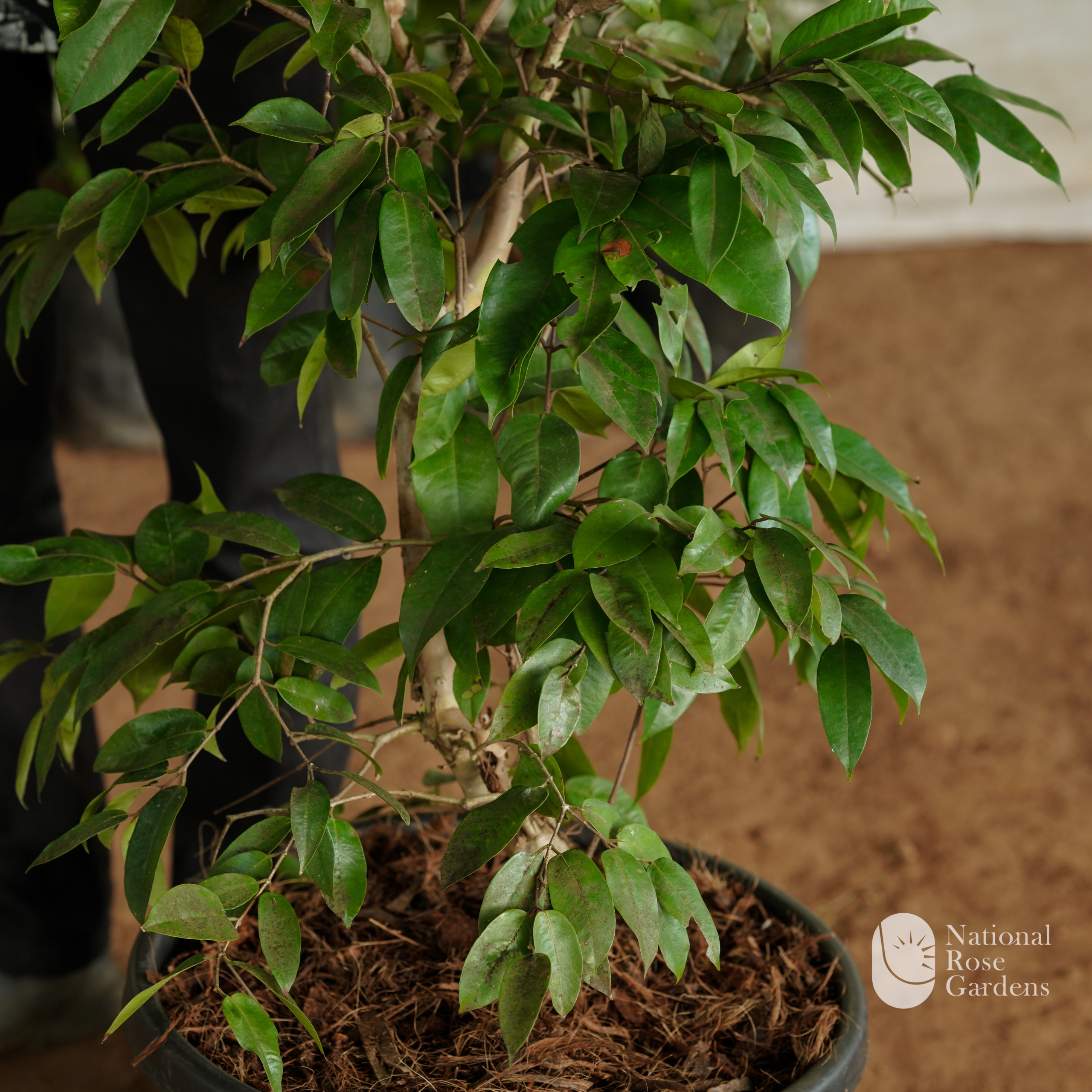 Chamuka (Chamba / Wax Apple)