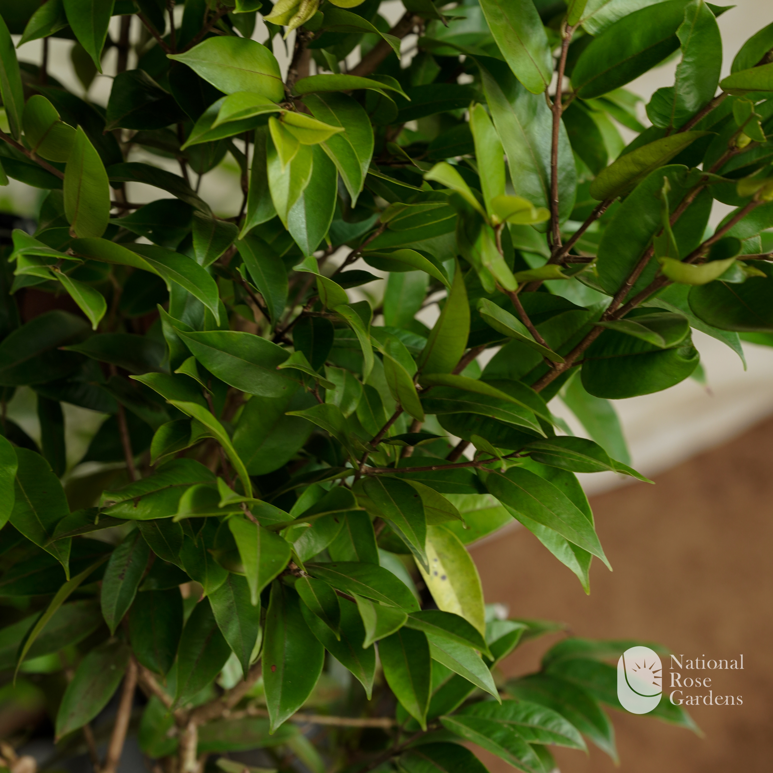 Chamuka (Chamba / Wax Apple)