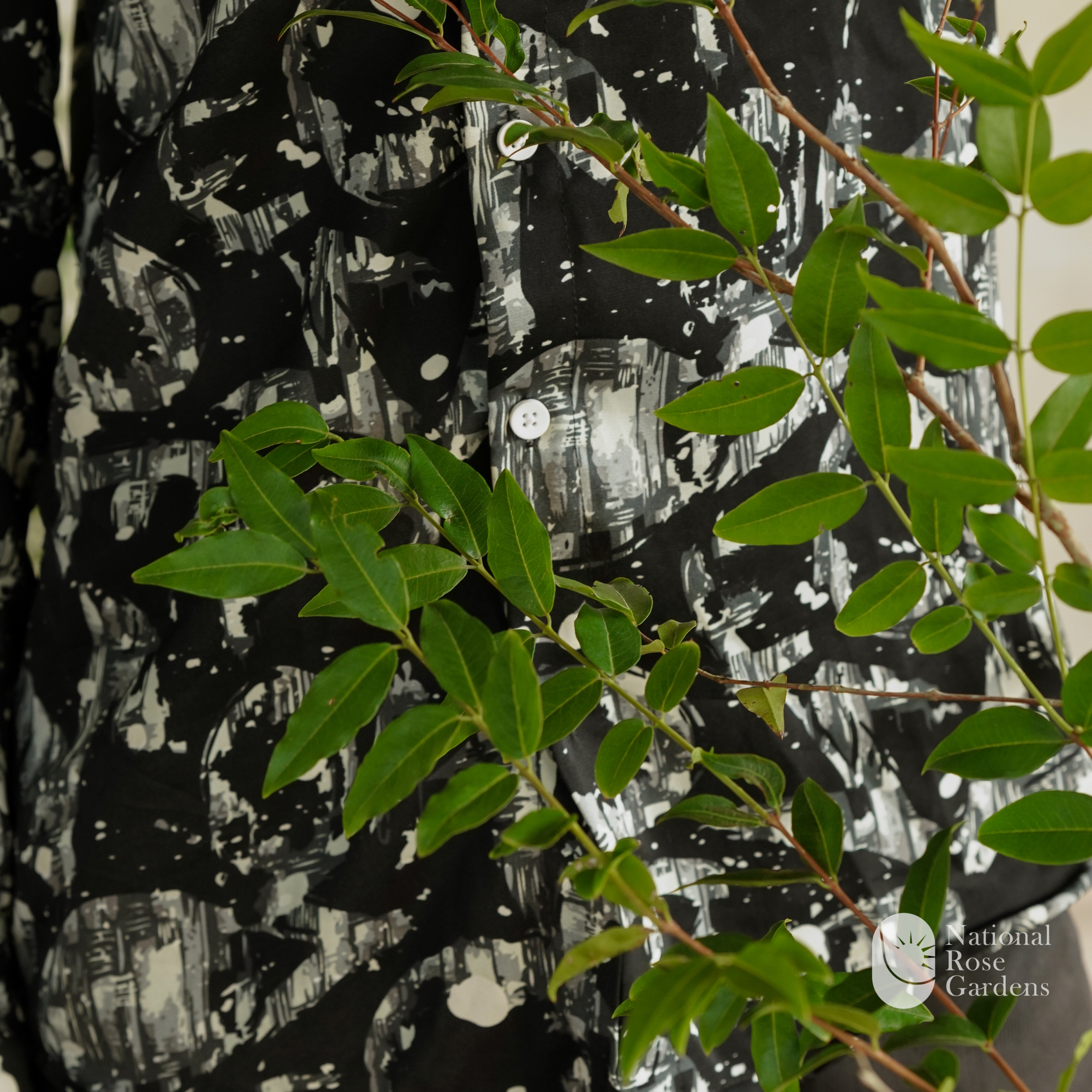 Coronata Jaboticaba (Plinia coronata)