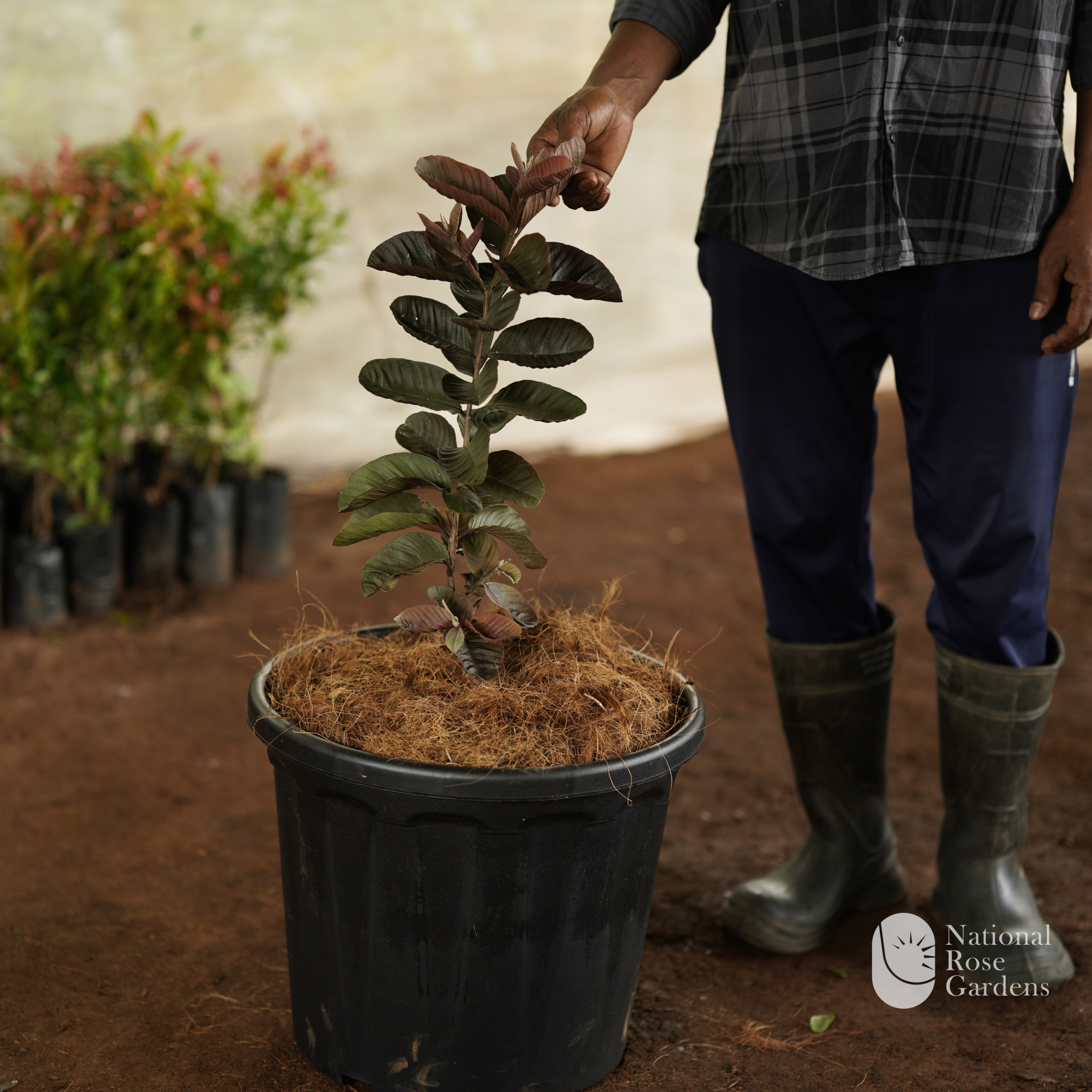 Black Diamond Round Leaf Guava