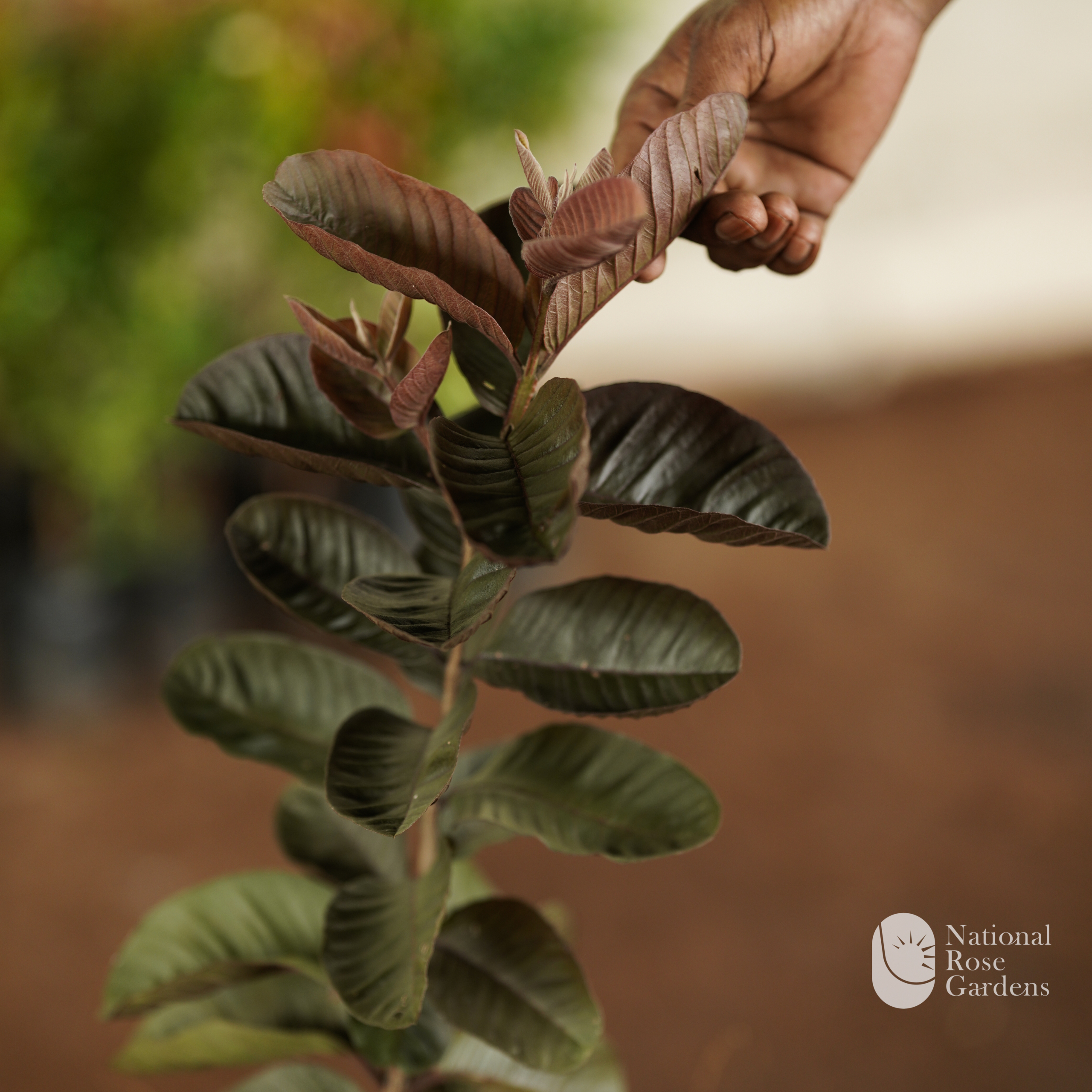 Black Diamond Round Leaf Guava
