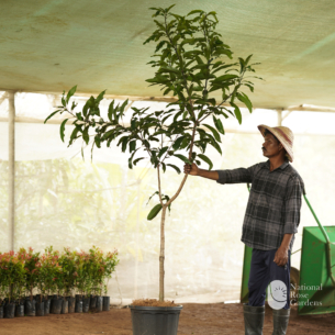 Amrapali Mango 