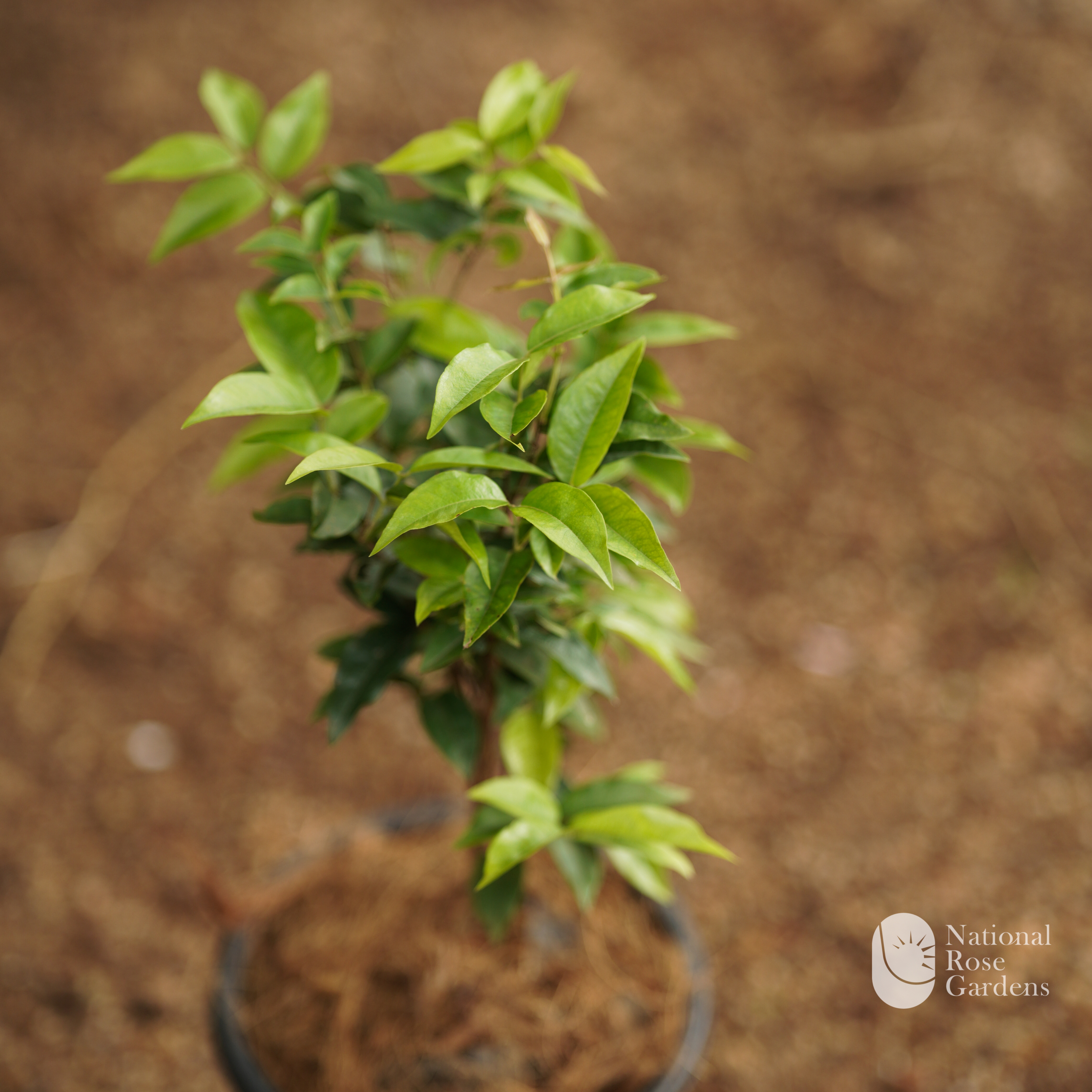 ESALQ Jaboticaba (Plinia phitrantha)
