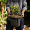 Escarlate Jaboticaba (Plinia phitrantha 'Escarlate')