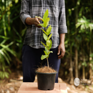 Chamba White (Syzygium samarangense)