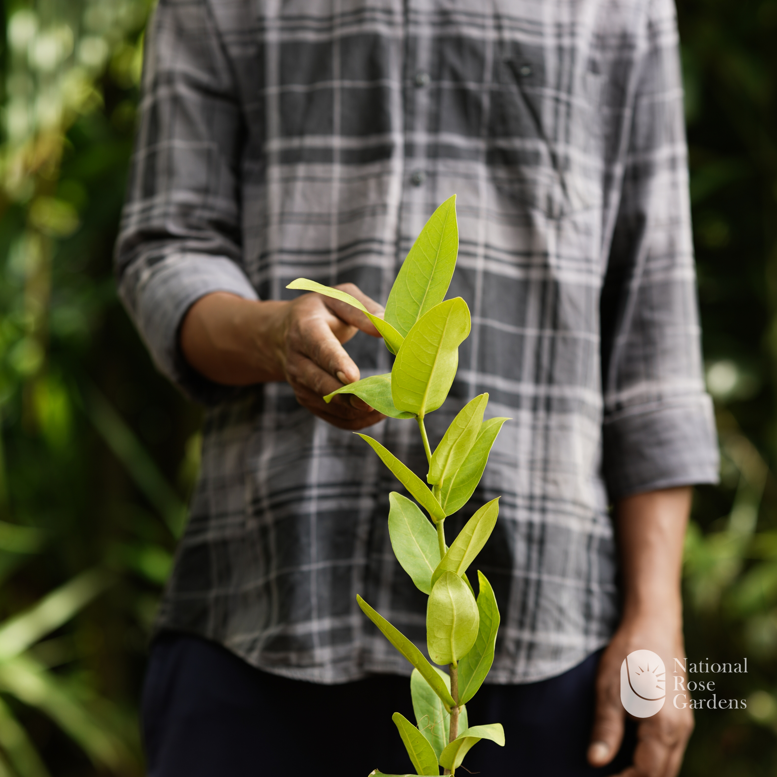 Chamba White (Syzygium samarangense)