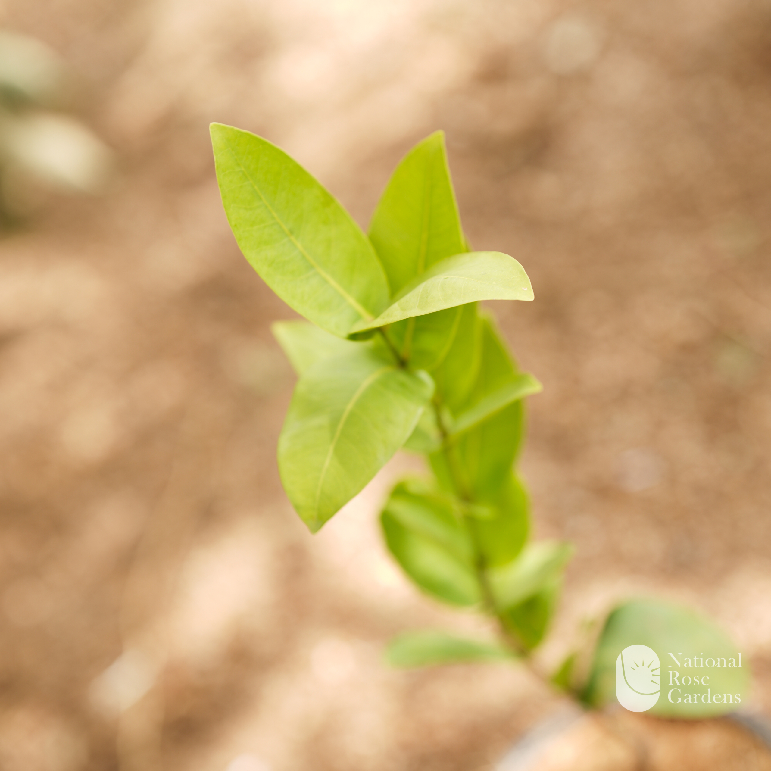 Chamba White (Syzygium samarangense)