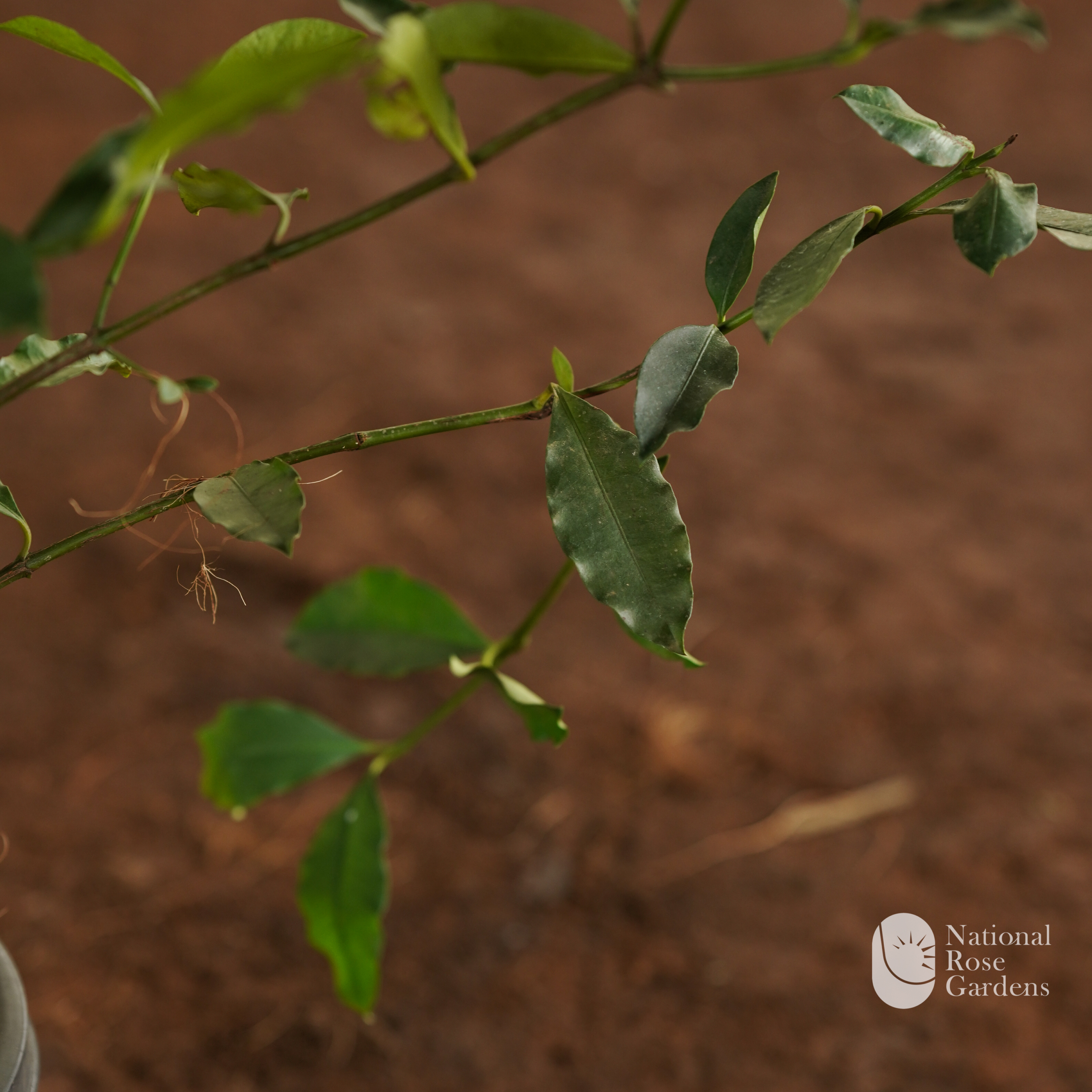 Baraba Fruit (Garcinia dulcis / Maprang relativ