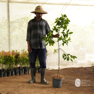 Kodampuli / Malabar Tamarind (Garcinia gummi-gutta - Budded)