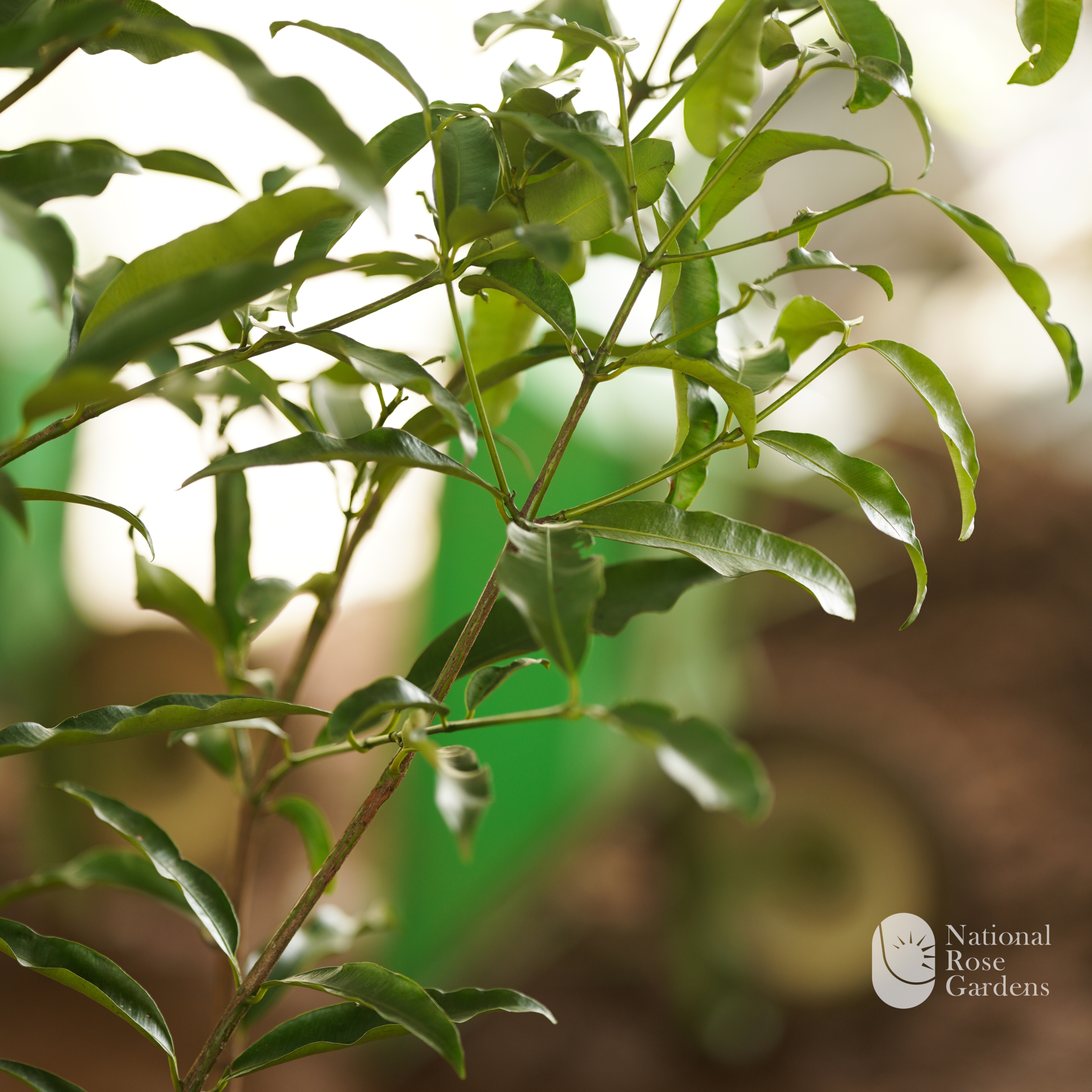 Achachairú Graft (Garcinia humilis)