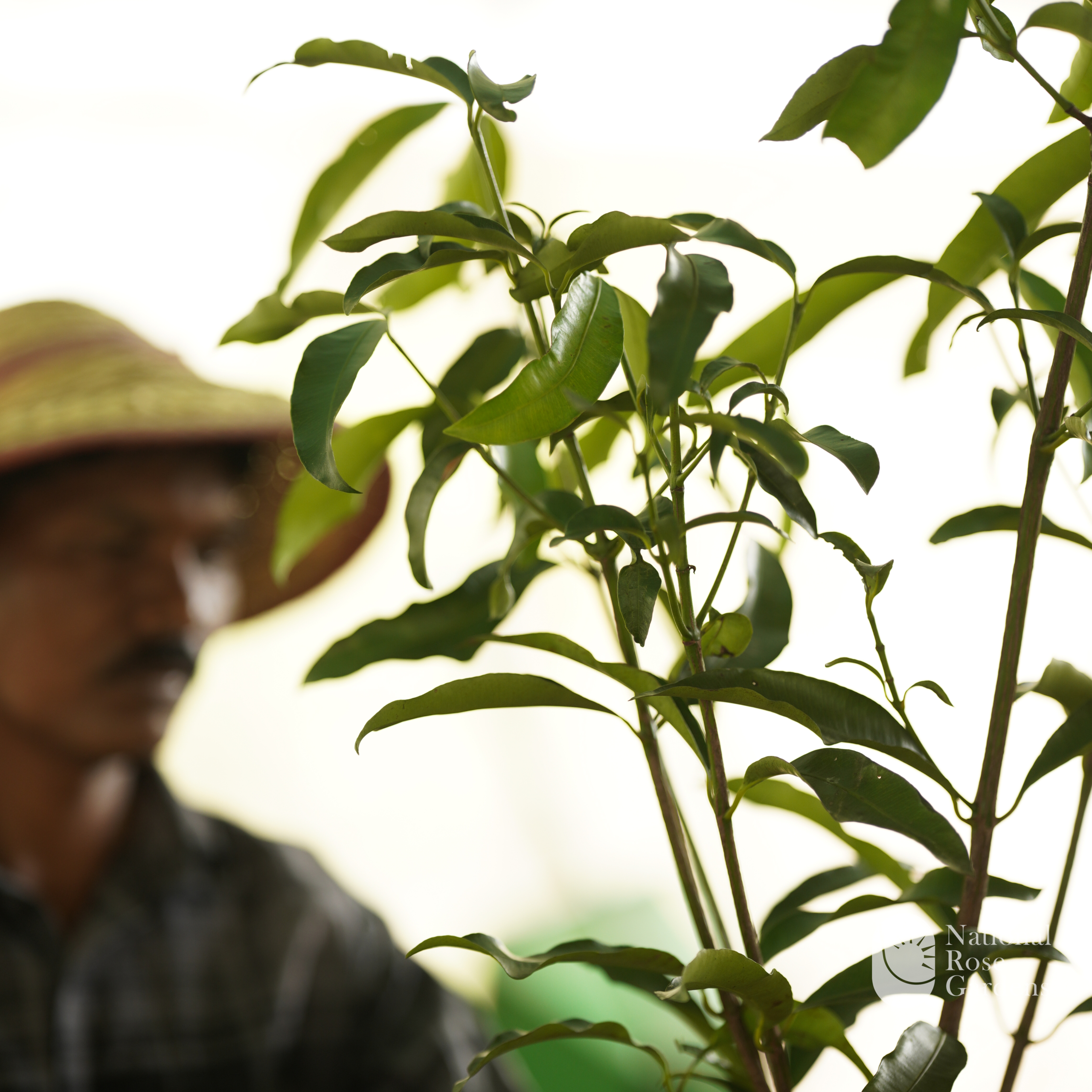 Achachairú Graft (Garcinia humilis)