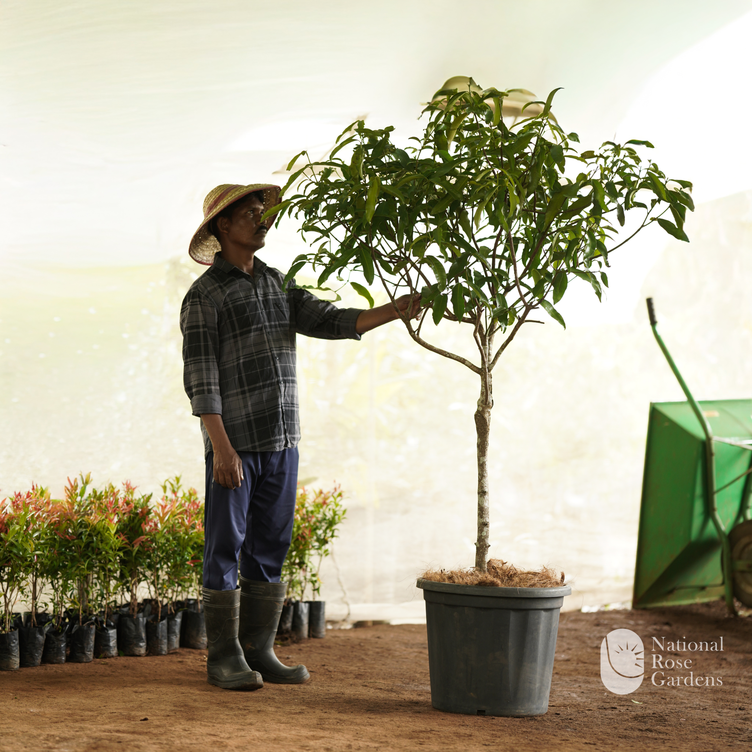 Achachairú Graft (Garcinia humilis)