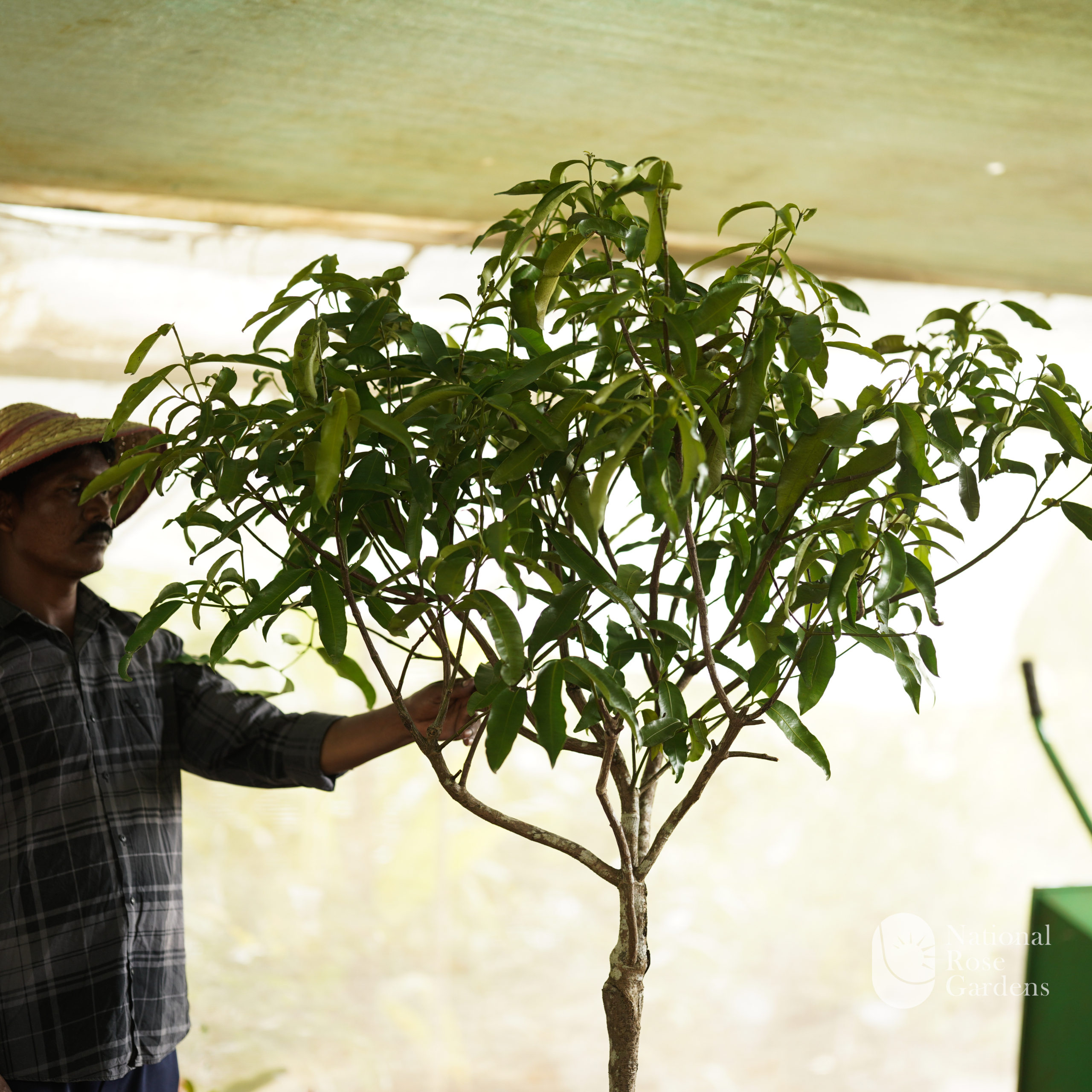 Achachairú Graft (Garcinia humilis)