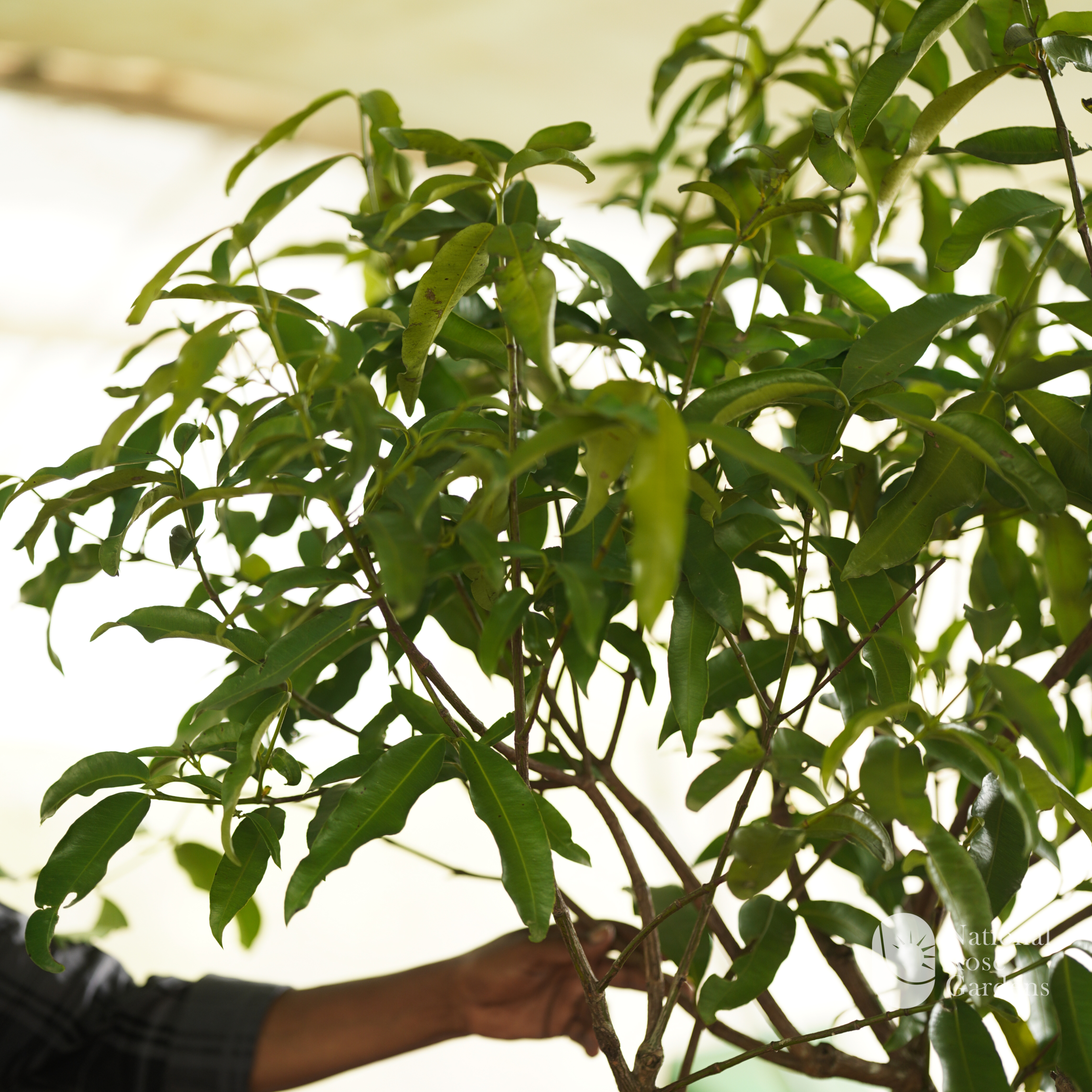 Achachairú Graft (Garcinia humilis)