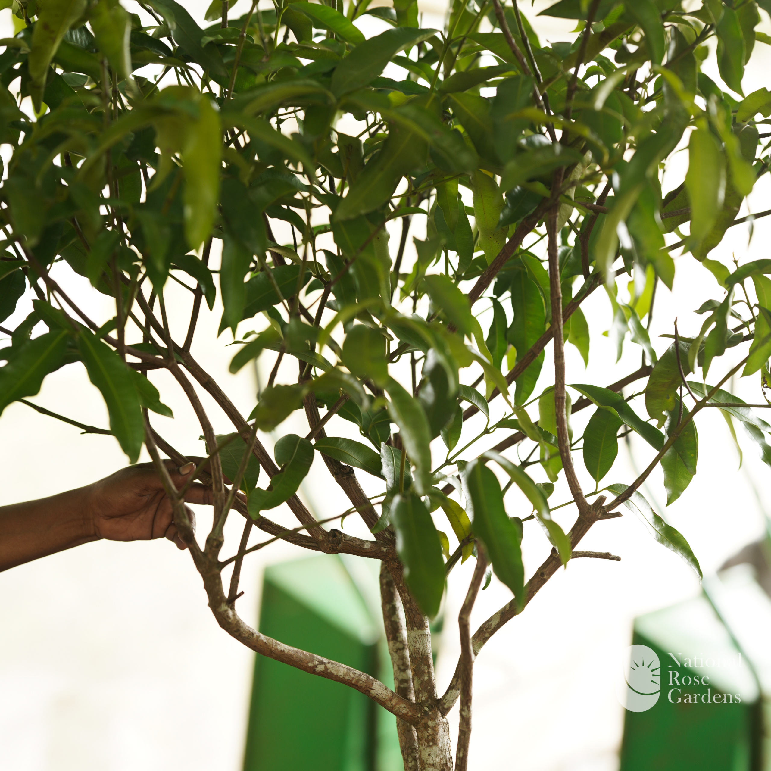 Achachairú Graft (Garcinia humilis)