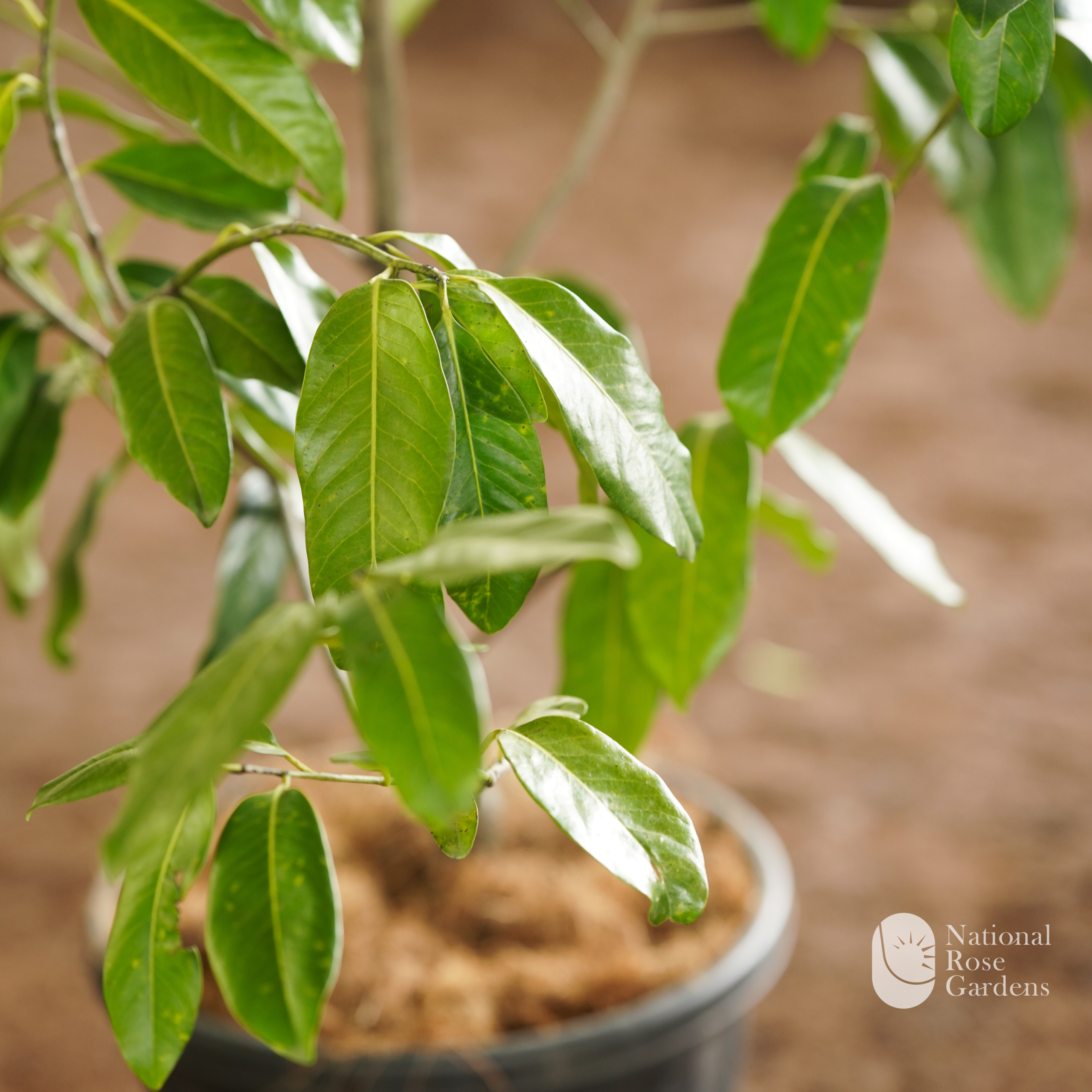 Black Sapote (Diospyros nigra)