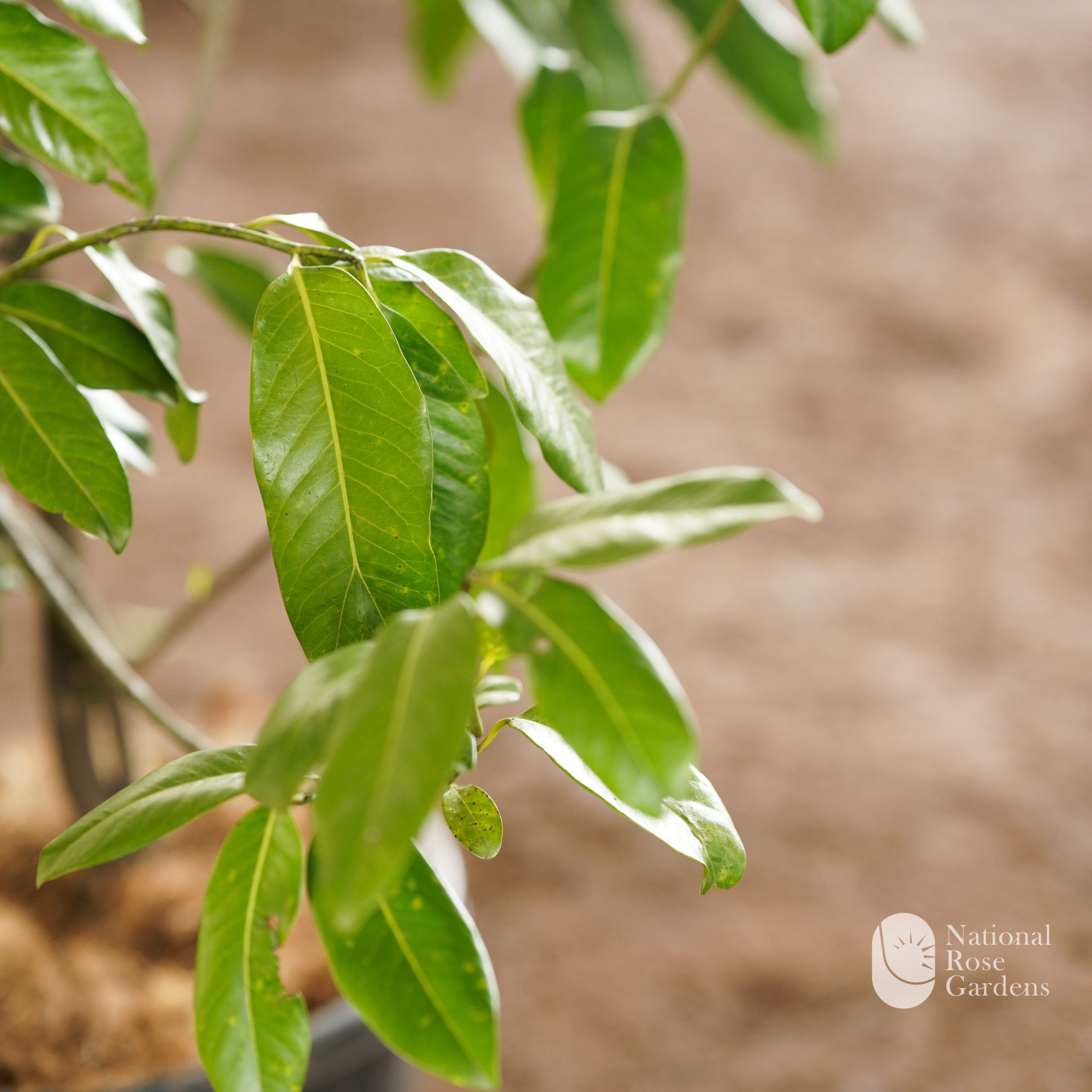 Black Sapote (Diospyros nigra)