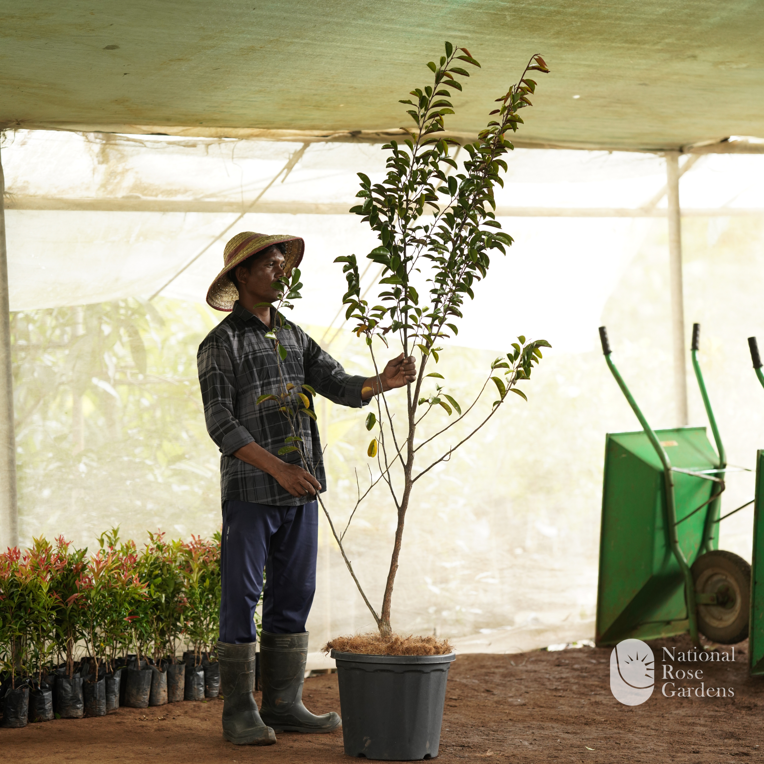 Grafted Milk Fruit  (Chrysophyllum cainito)