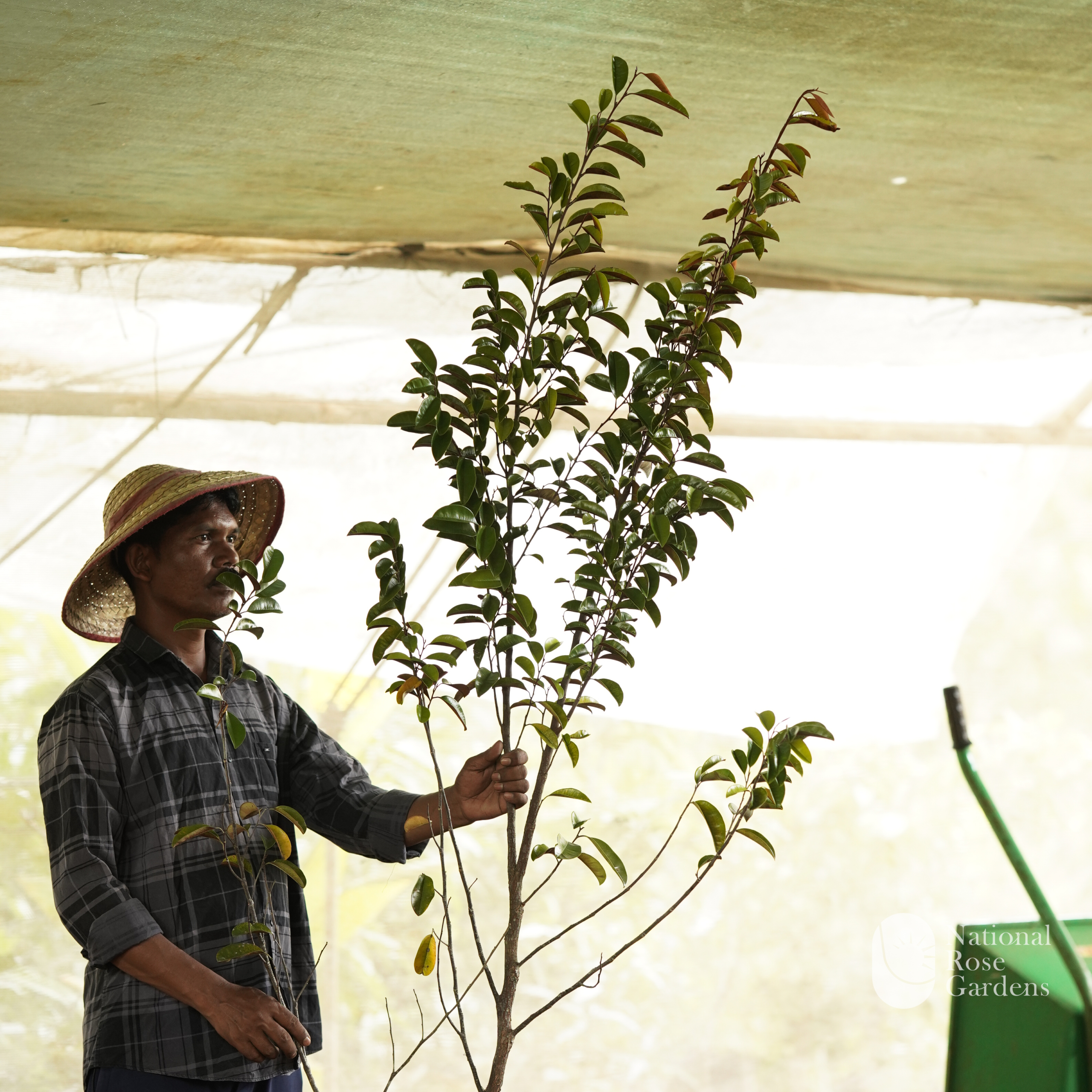 Grafted Milk Fruit  (Chrysophyllum cainito)