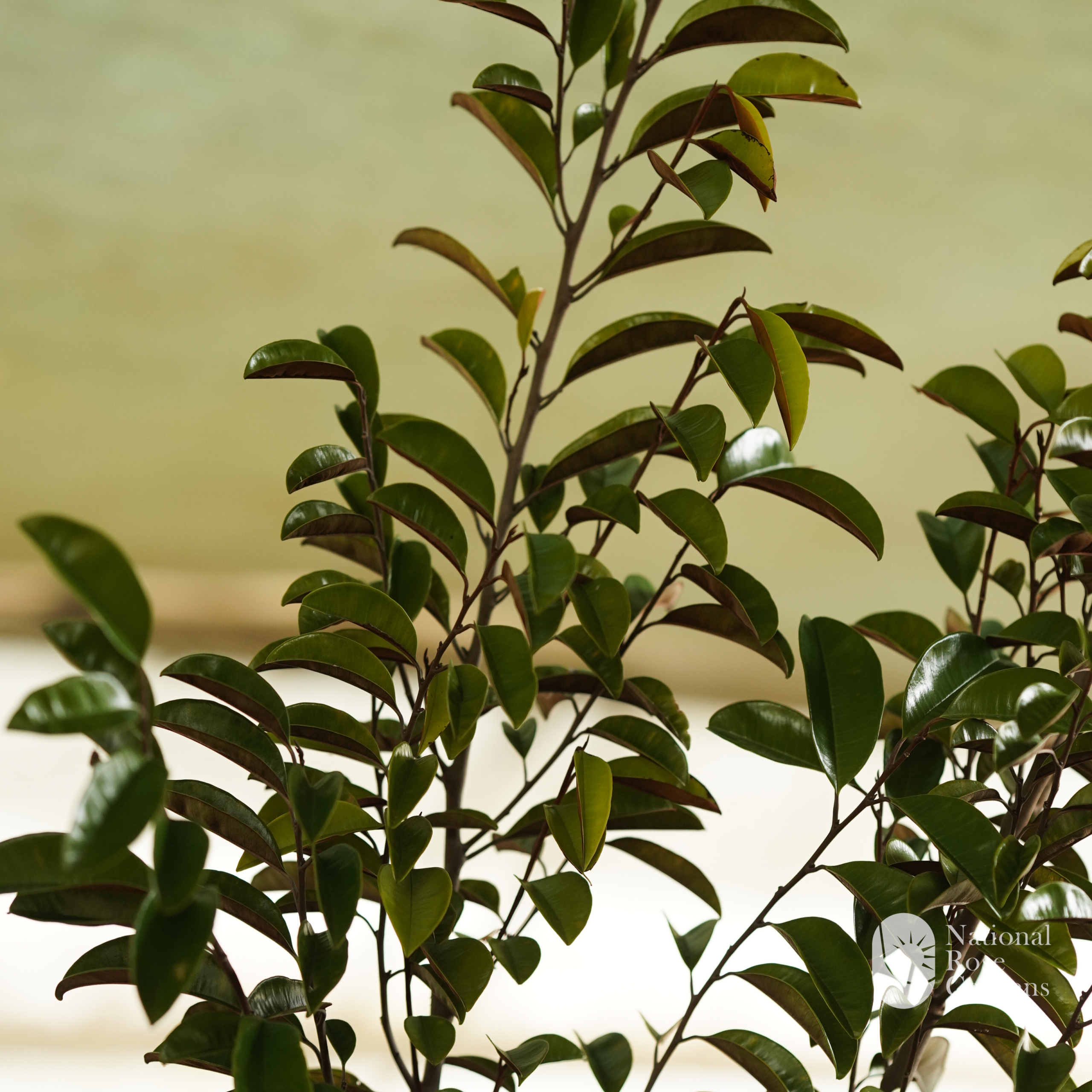 Grafted Milk Fruit  (Chrysophyllum cainito)