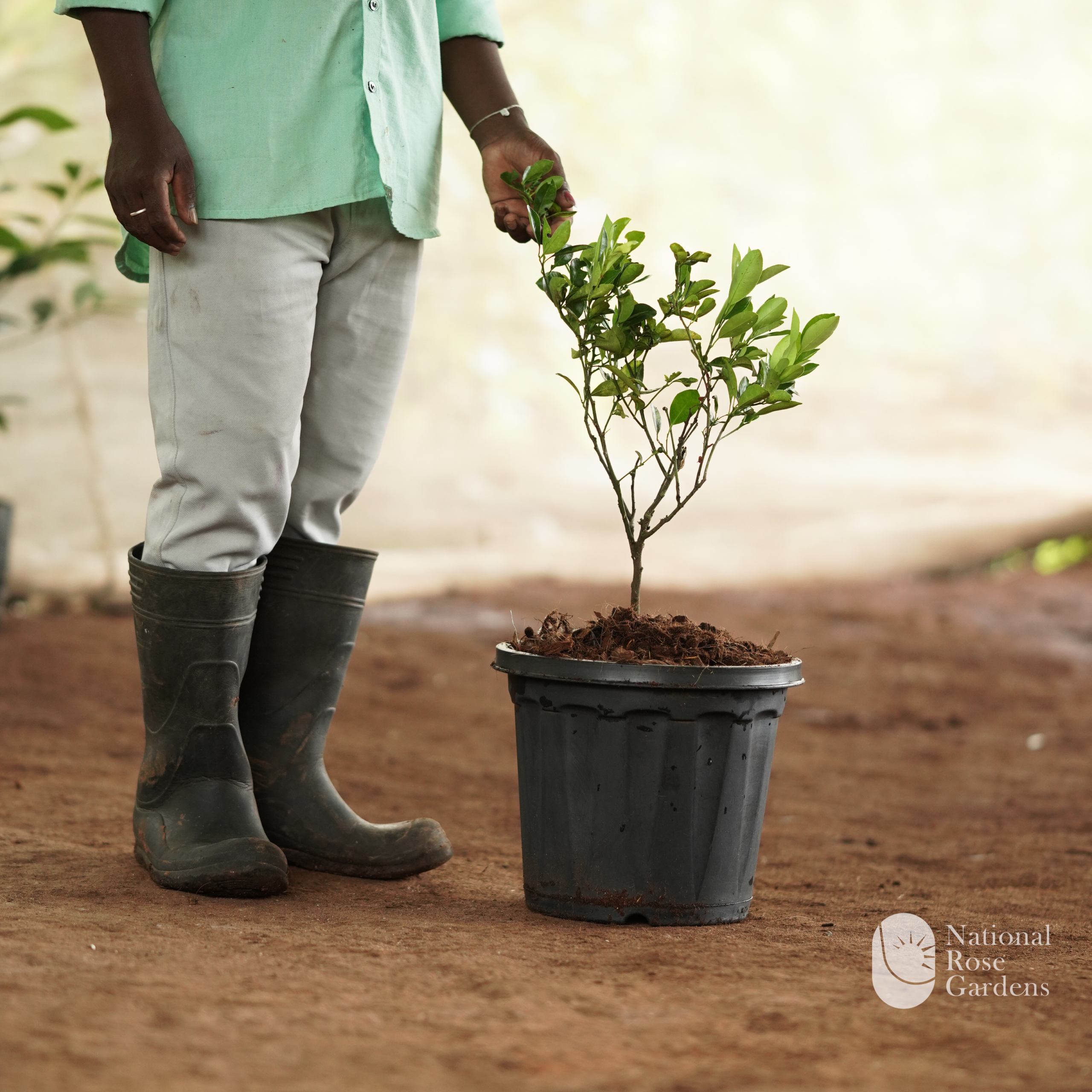 Bush Orange  (Citrofortunella microcarpa)