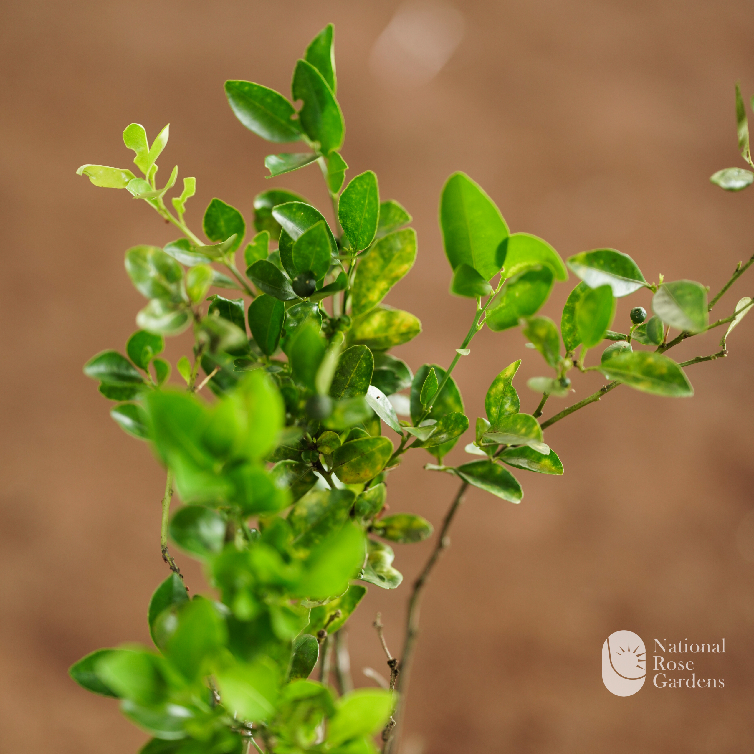 Bush Orange  (Citrofortunella microcarpa)