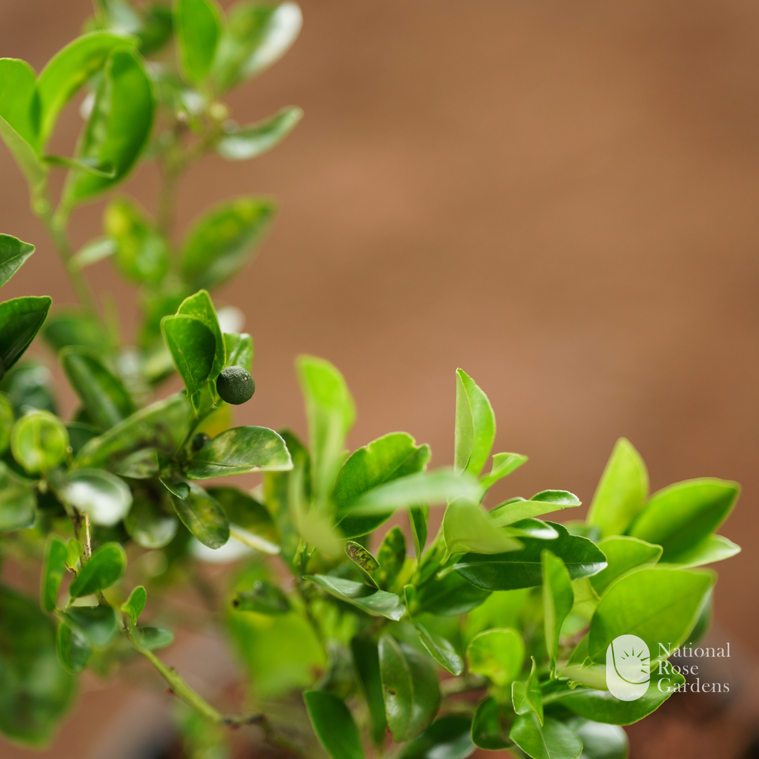Bush Orange  (Citrofortunella microcarpa)