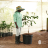 Brunei King Mango ('Brunei King')
