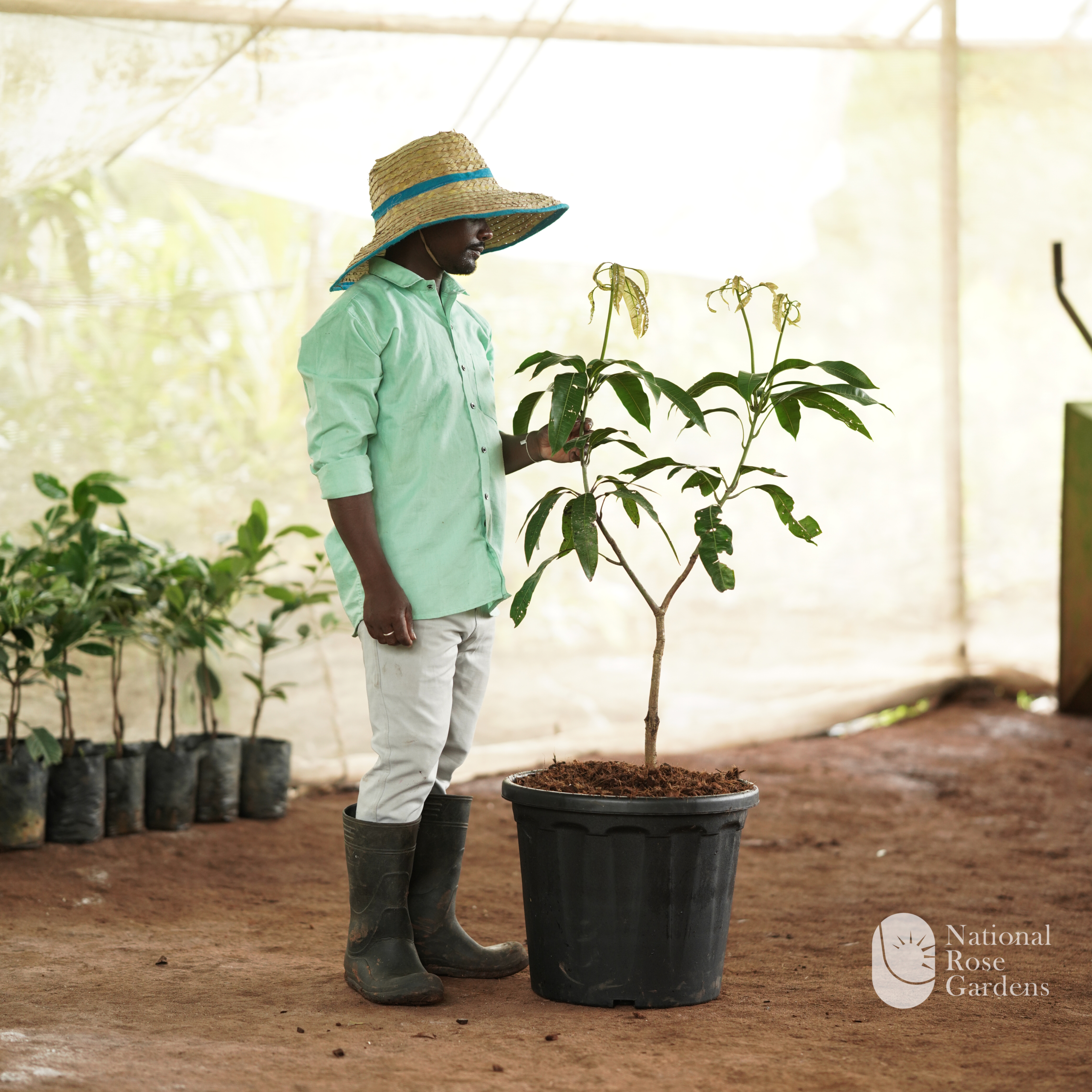 Brunei King Mango ('Brunei King')