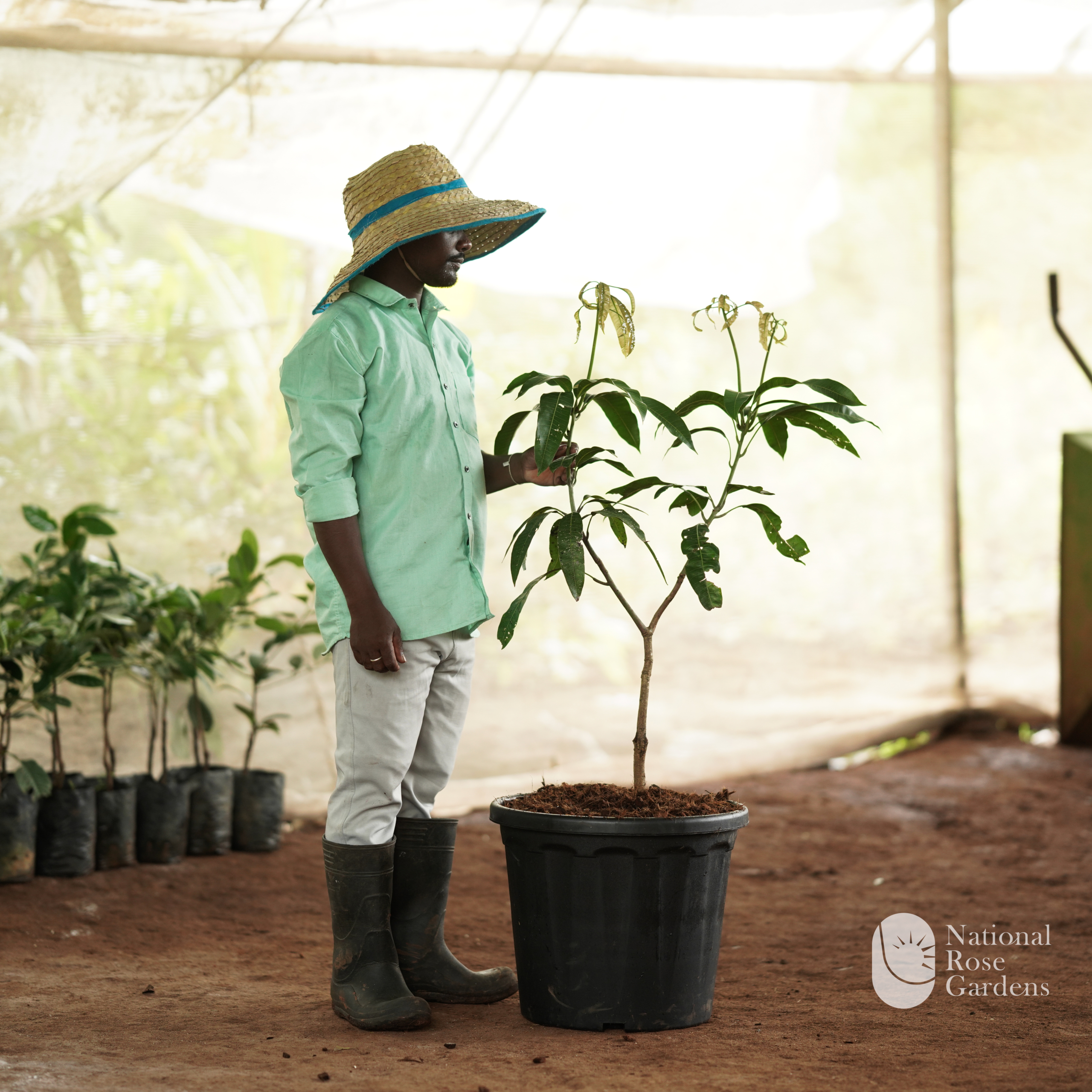Brunei King Mango ('Brunei King')