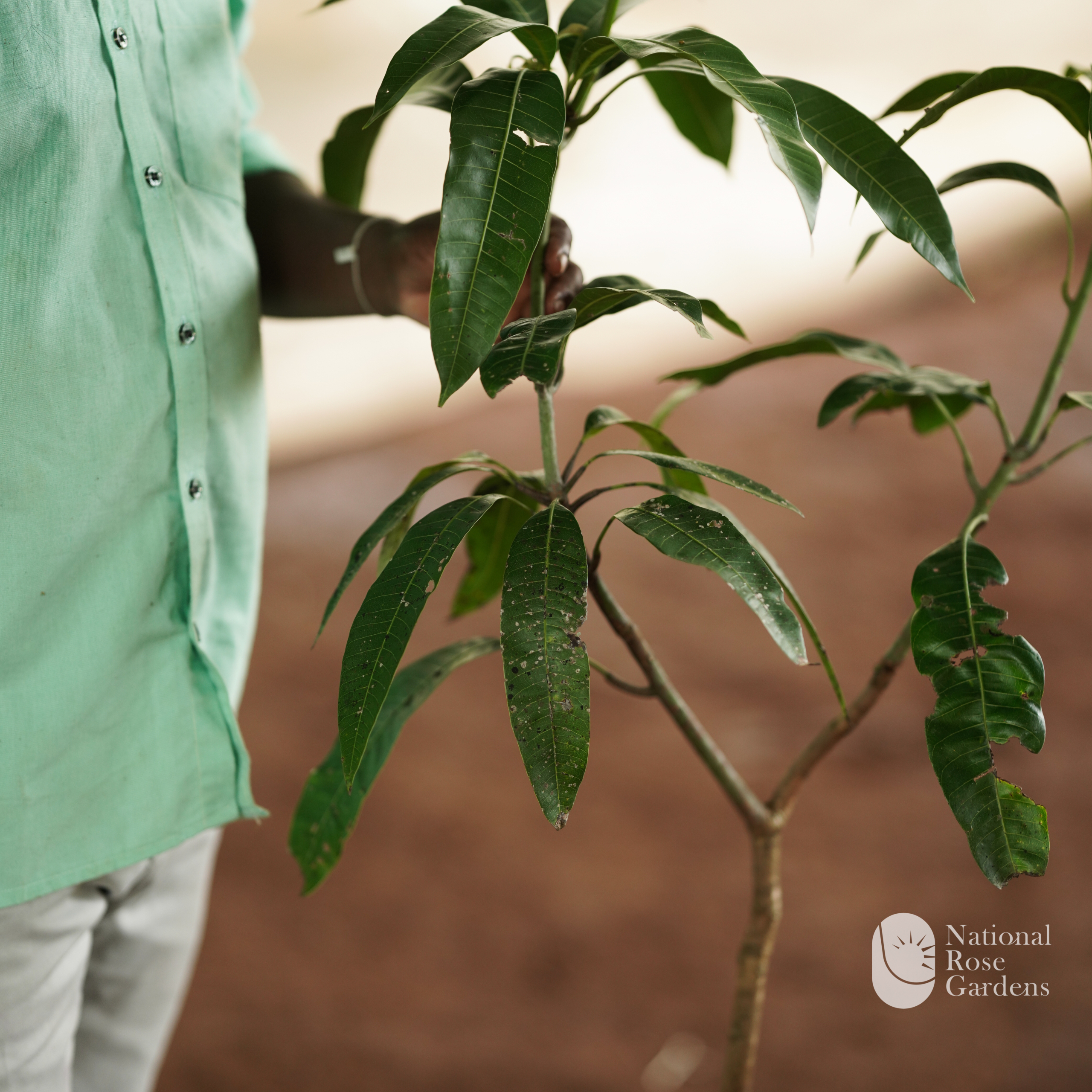 Brunei King Mango ('Brunei King')