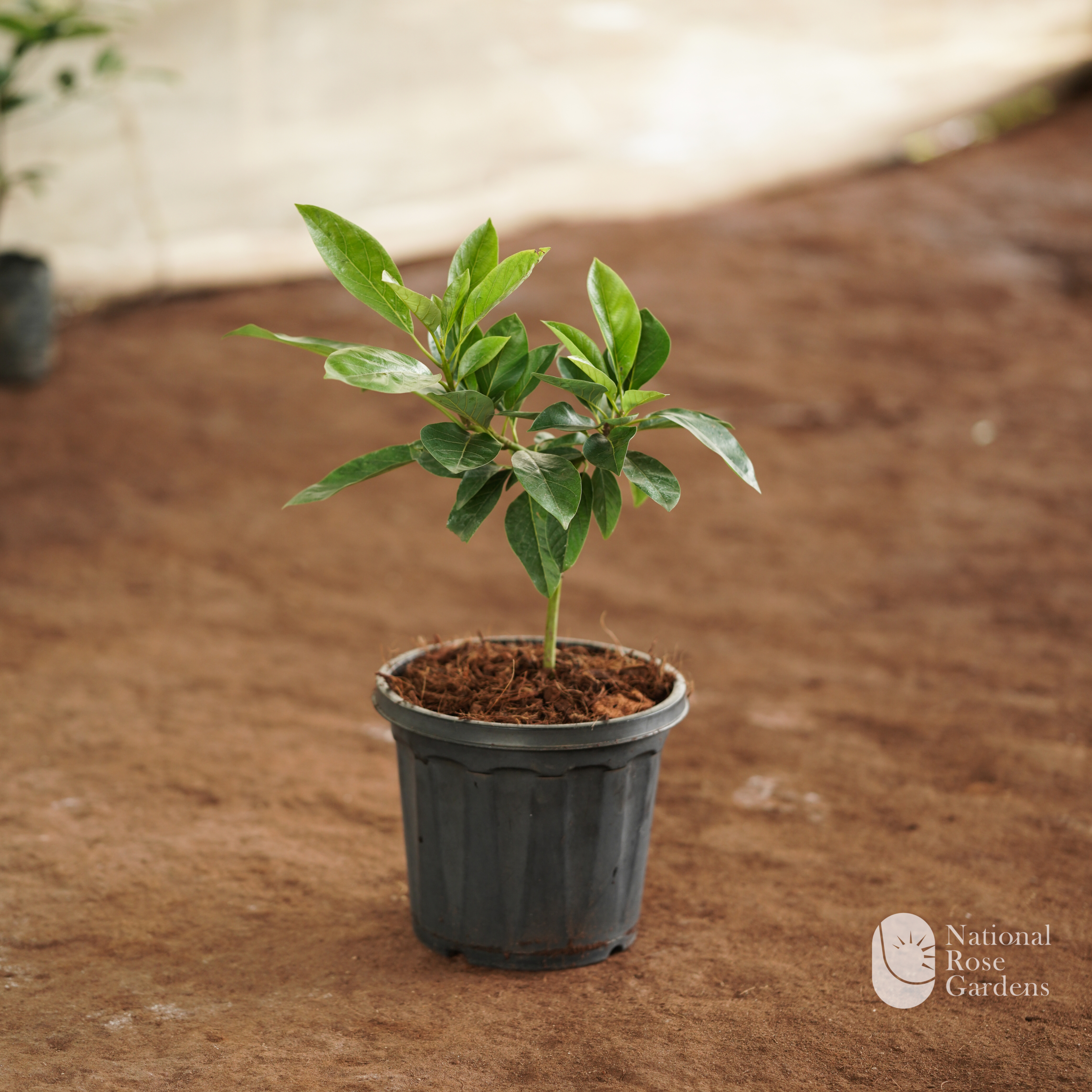 Pollock Avocado (Persea americana 'Pollock')