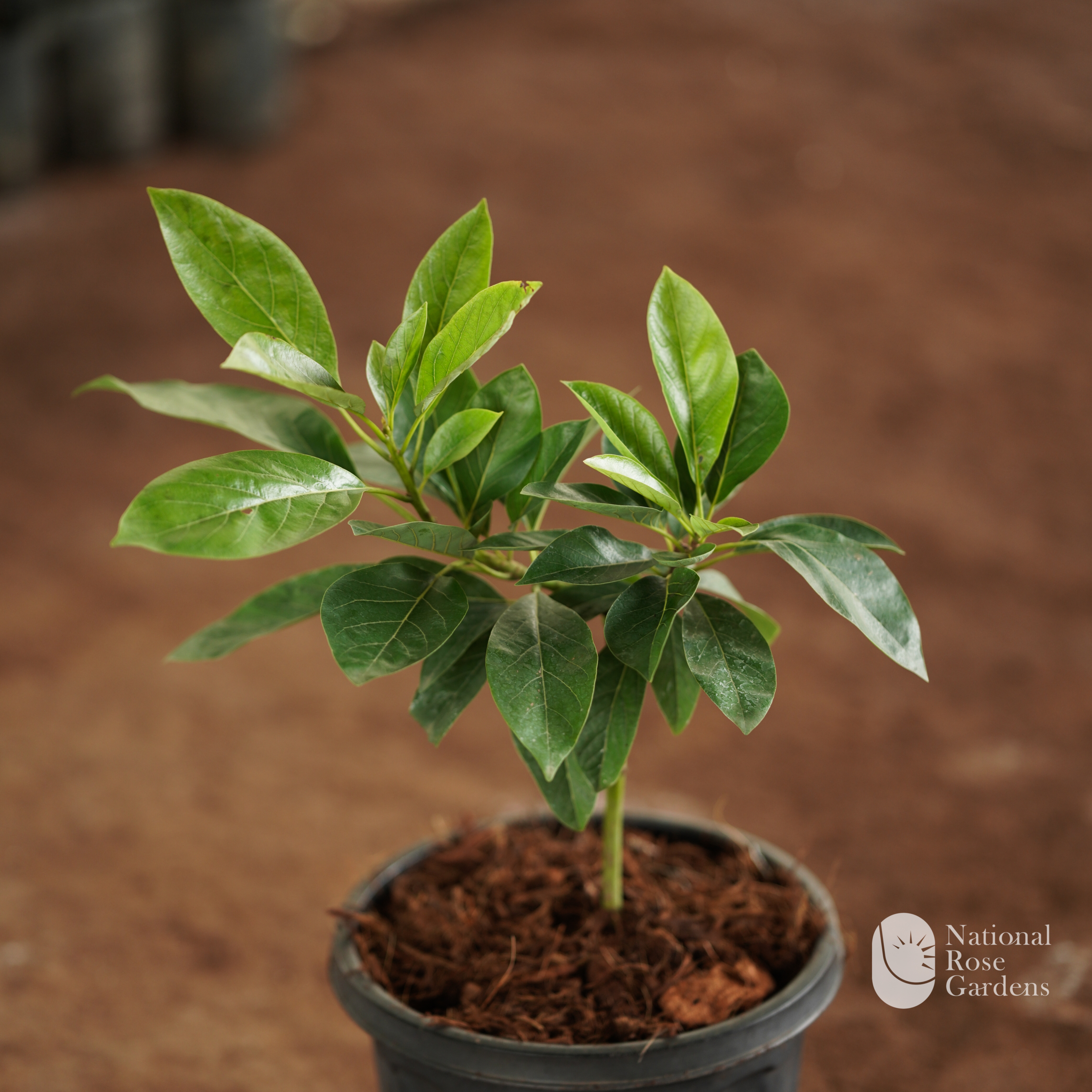 Pollock Avocado (Persea americana 'Pollock')