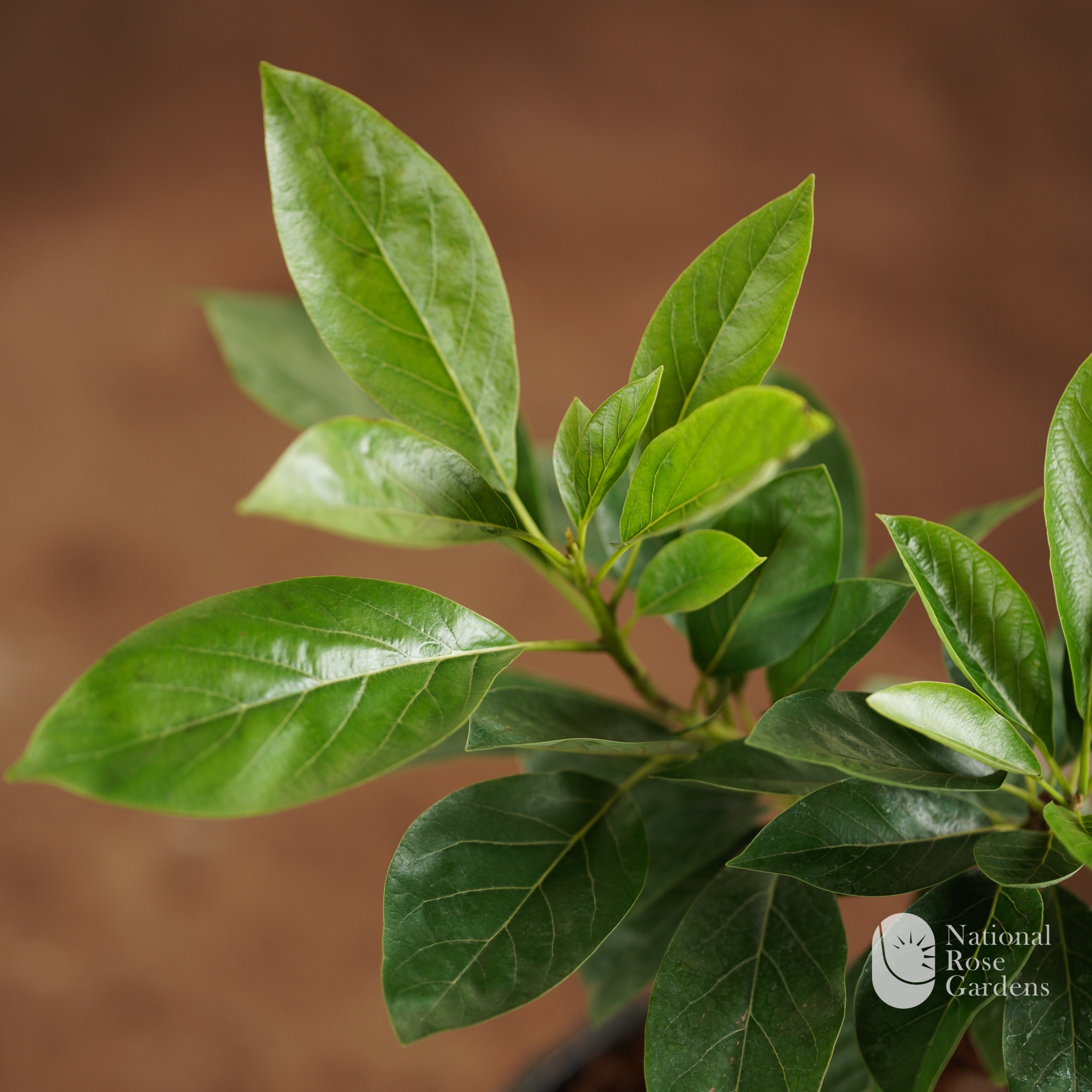 Pollock Avocado (Persea americana 'Pollock')
