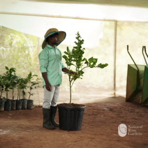 Babloose Naranga(Citrus maxima )