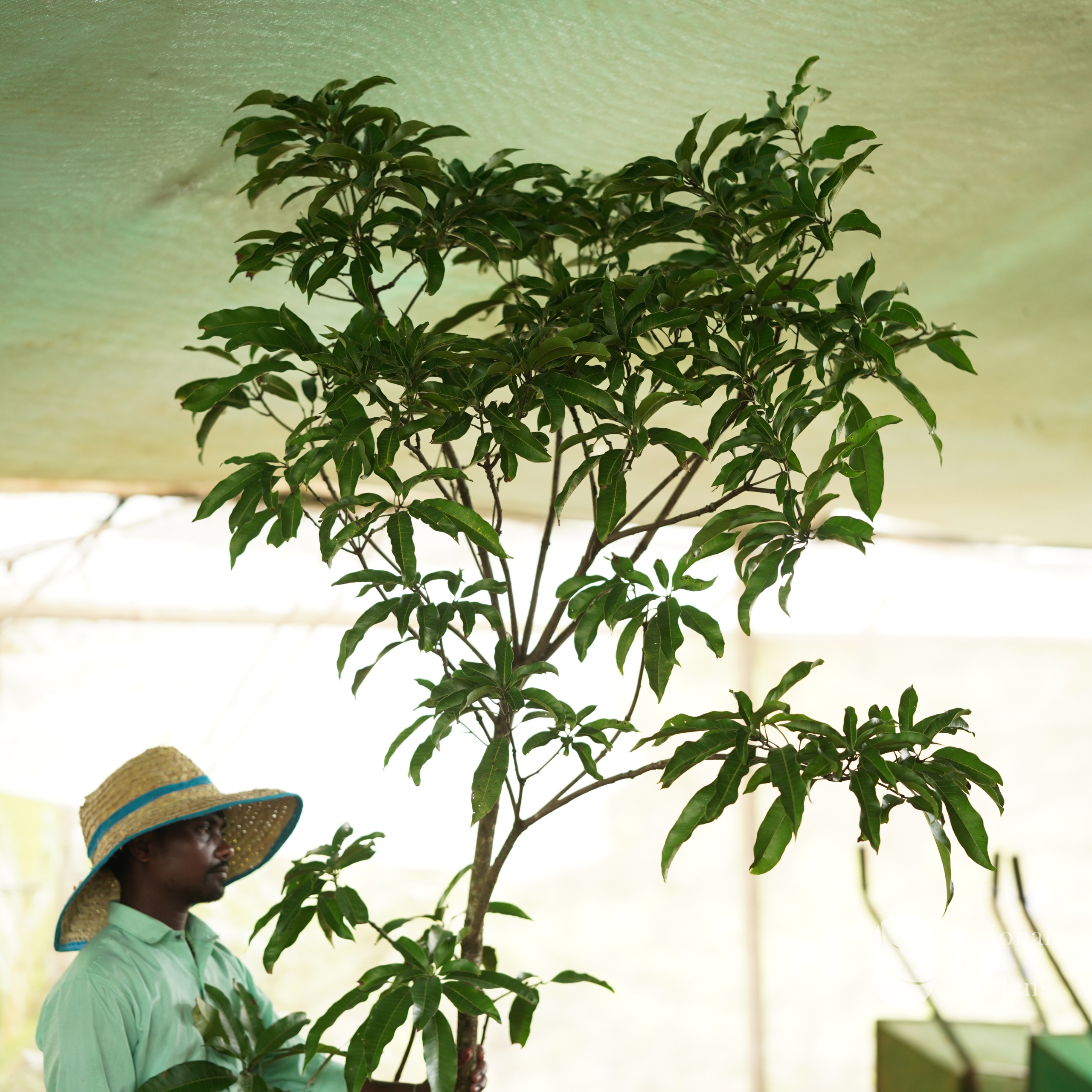 Bhastara Mango