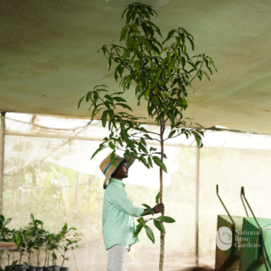 Hima Sagar Mango (Mangifera indica 'Himsagar')