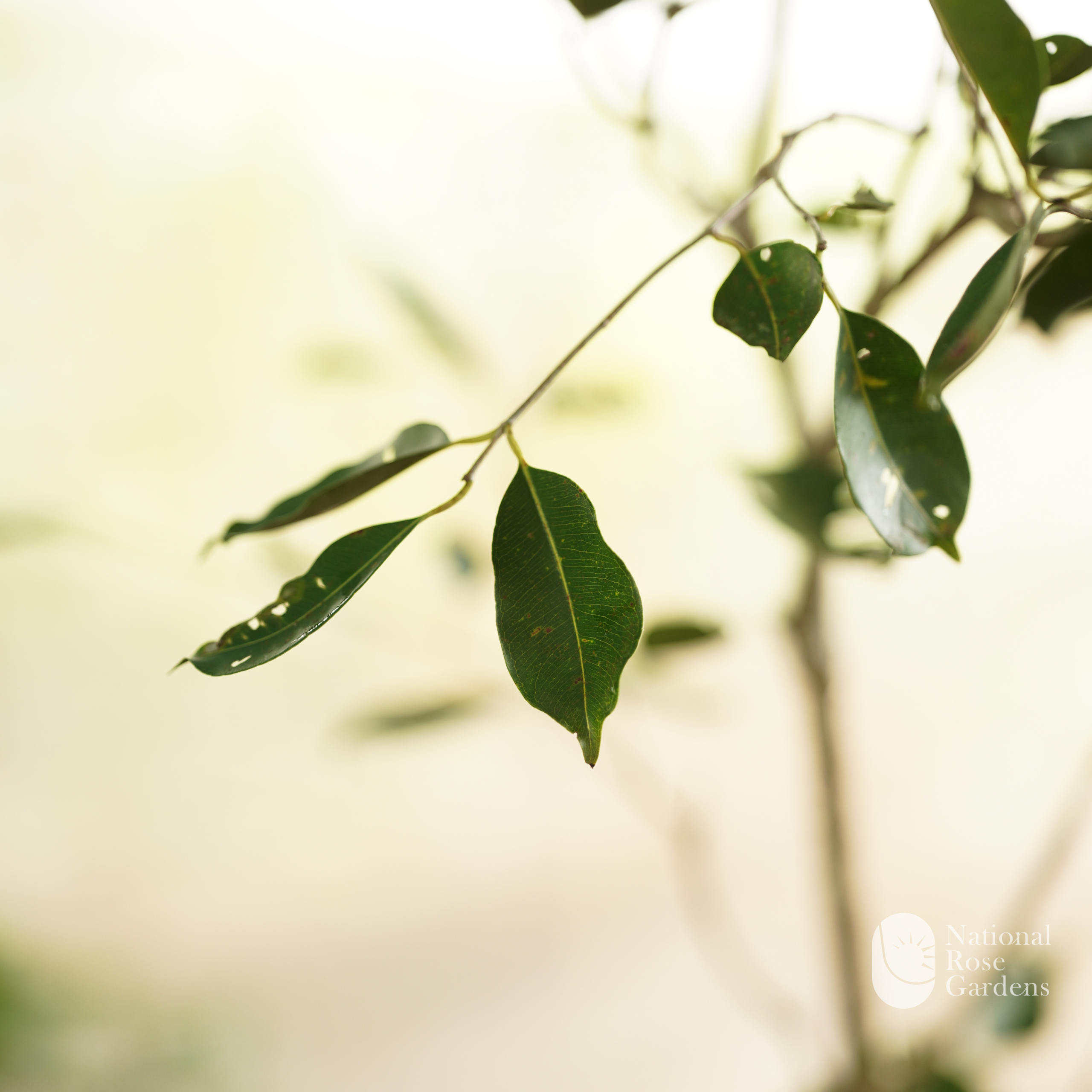 Seedless Njaval (Syzygium cumini)