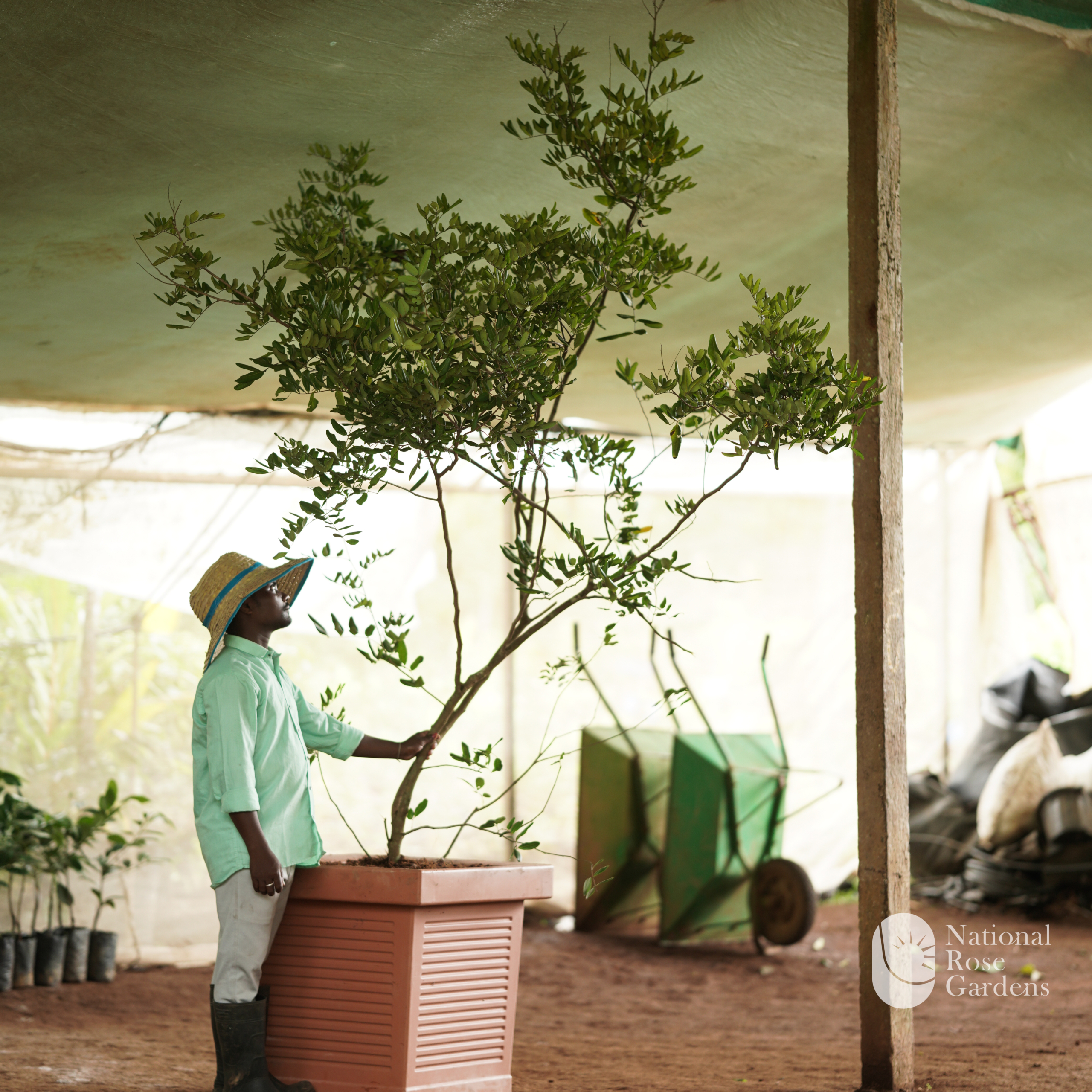 Ping Pong Longan (Dimocarpus longan)