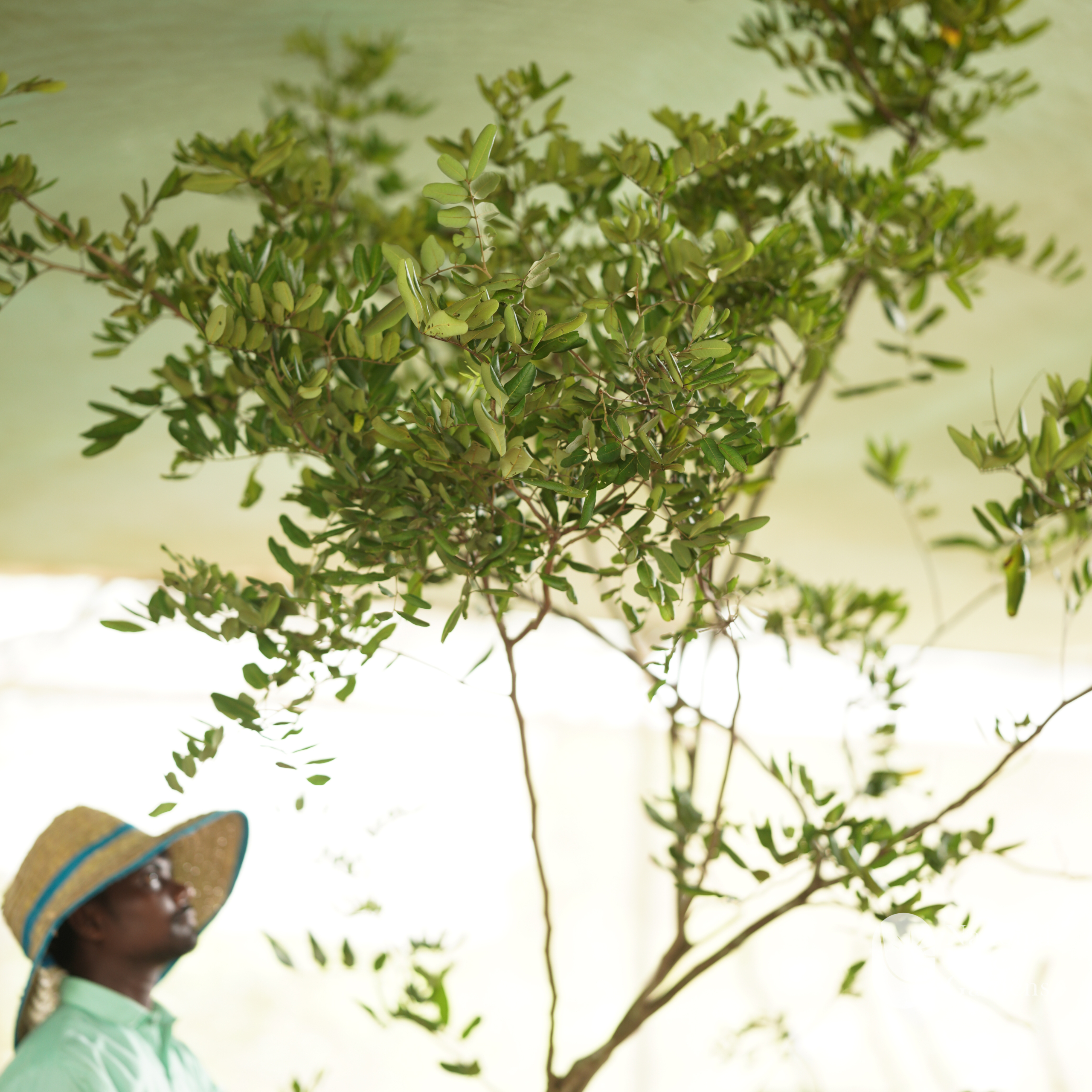 Ping Pong Longan (Dimocarpus longan)
