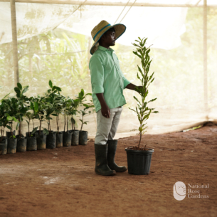 Macadamia (Macadamia integrifolia)