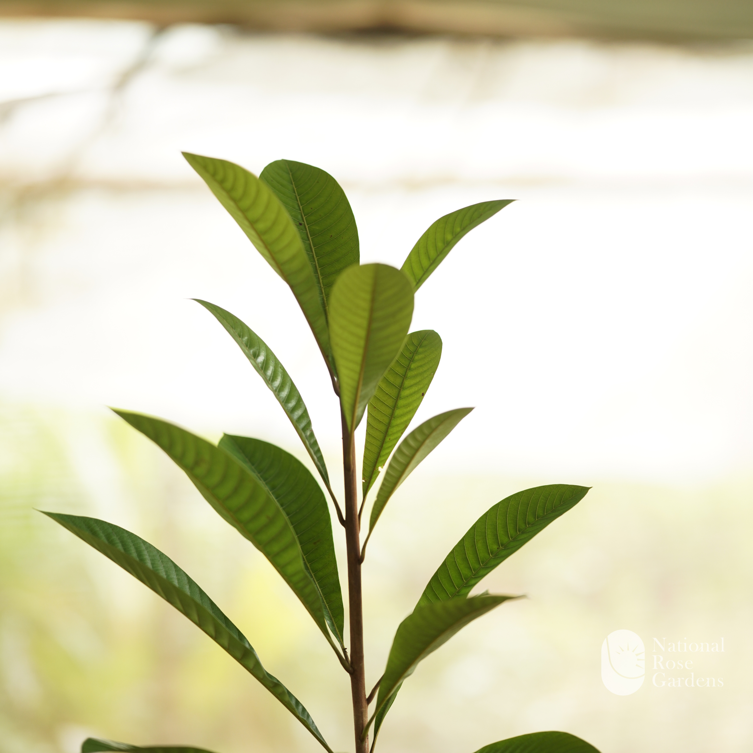 Mamey Sapote (Pouteria sapota)